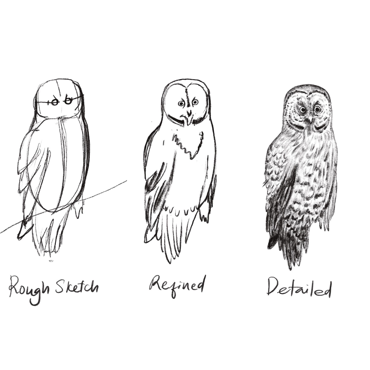 Hand Drawn Birds - image 1 - student project