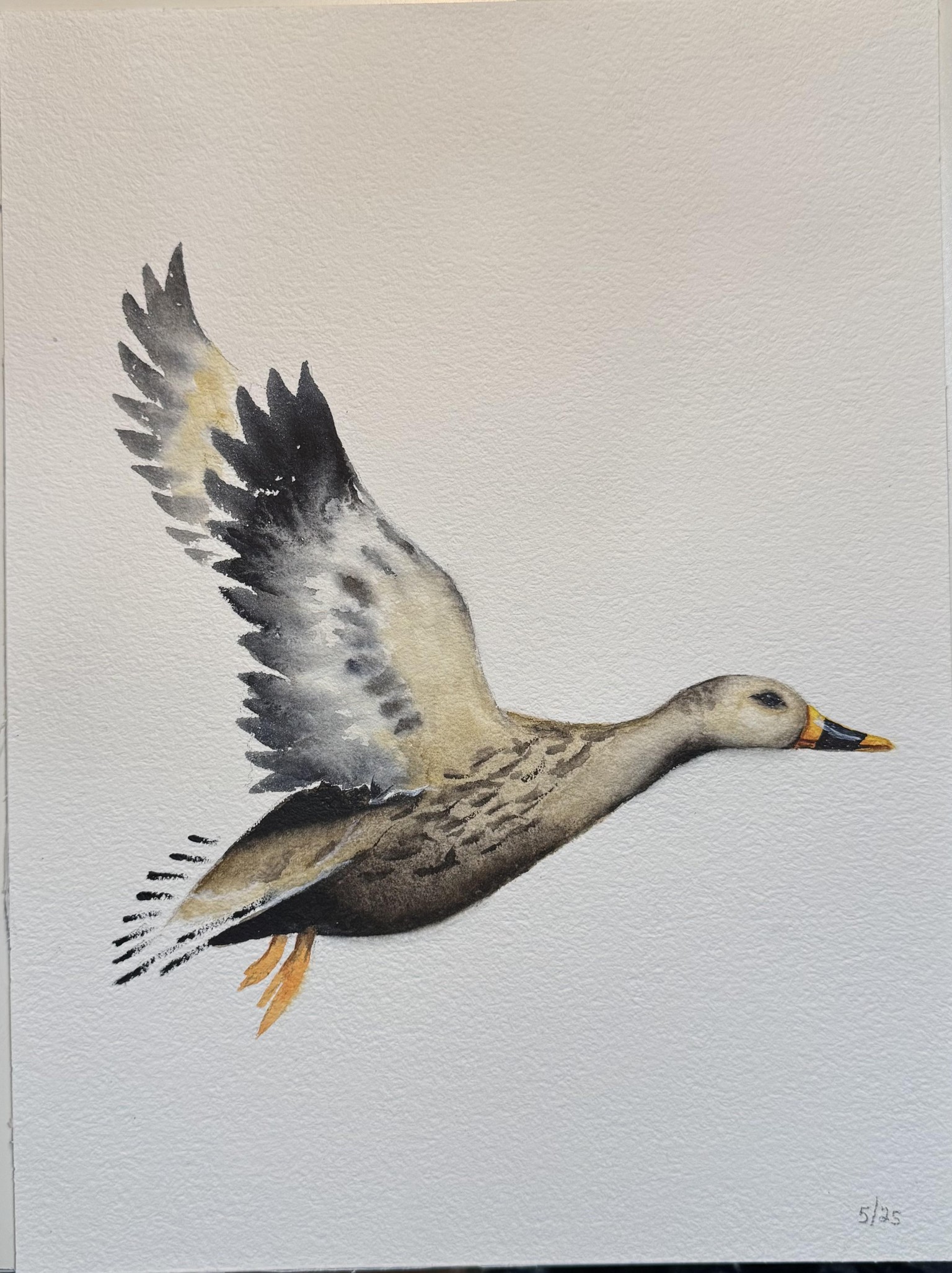 Flying Duck - image 1 - student project