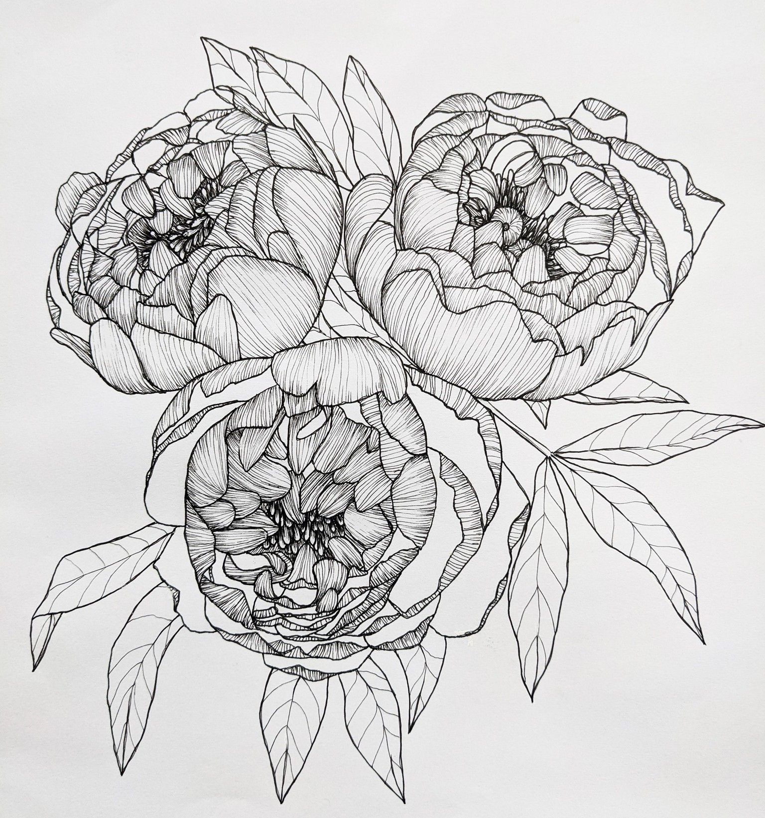 Line art peonies in 2 styles :) - image 6 - student project