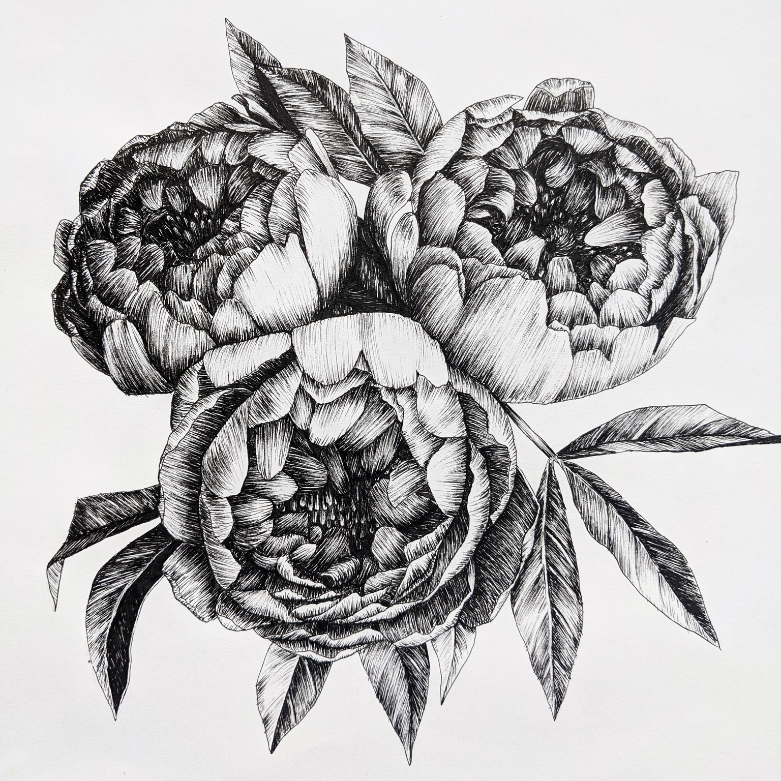 Line art peonies in 2 styles :) - image 1 - student project