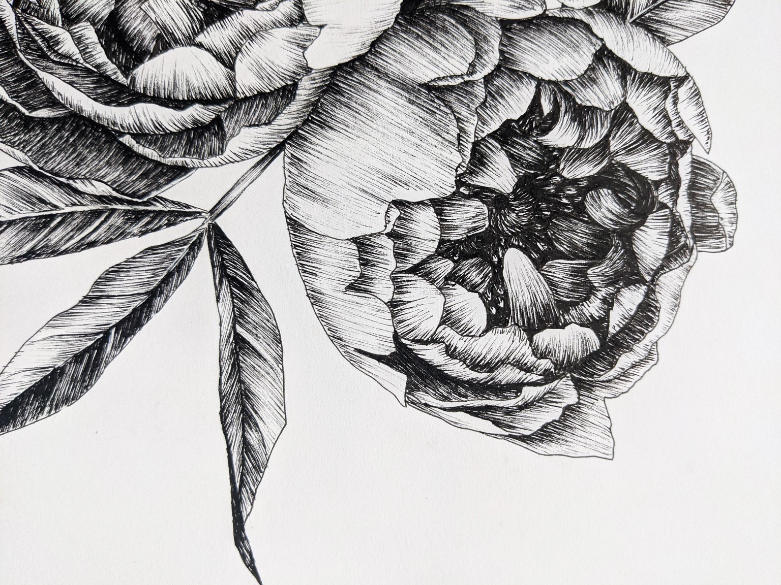 Line art peonies in 2 styles :) - image 4 - student project