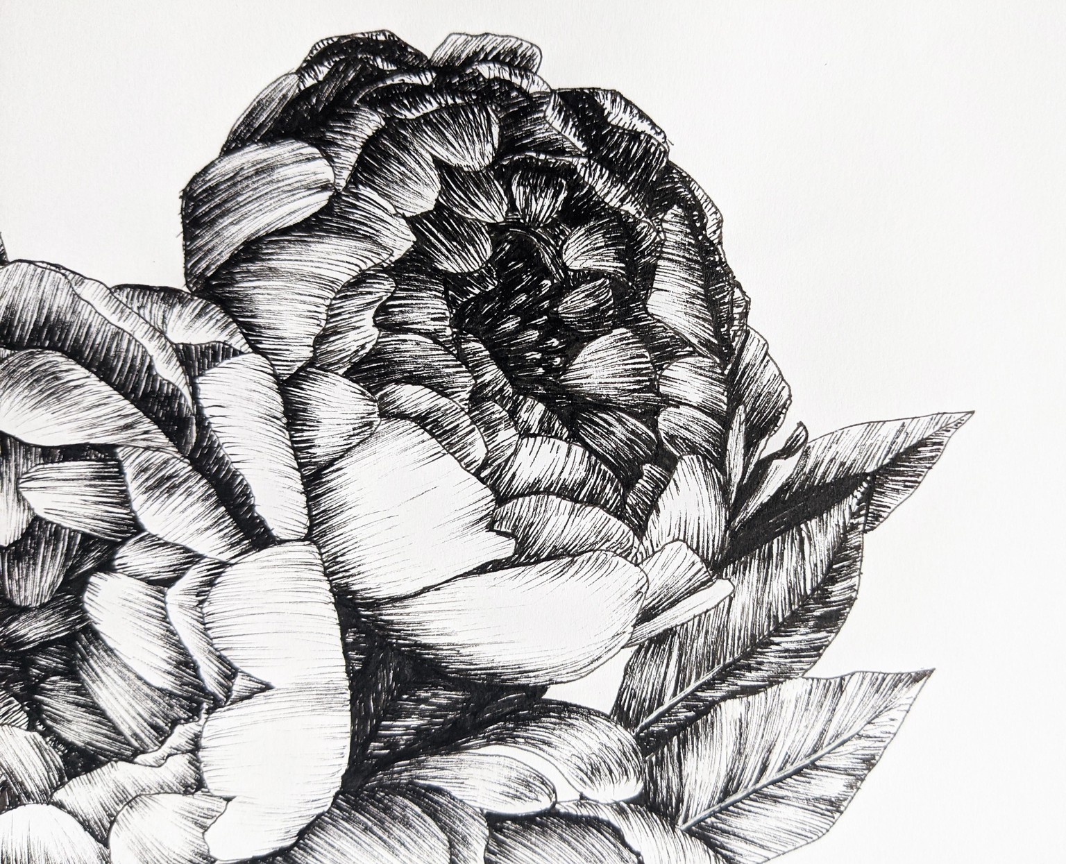 Line art peonies in 2 styles :) - image 3 - student project