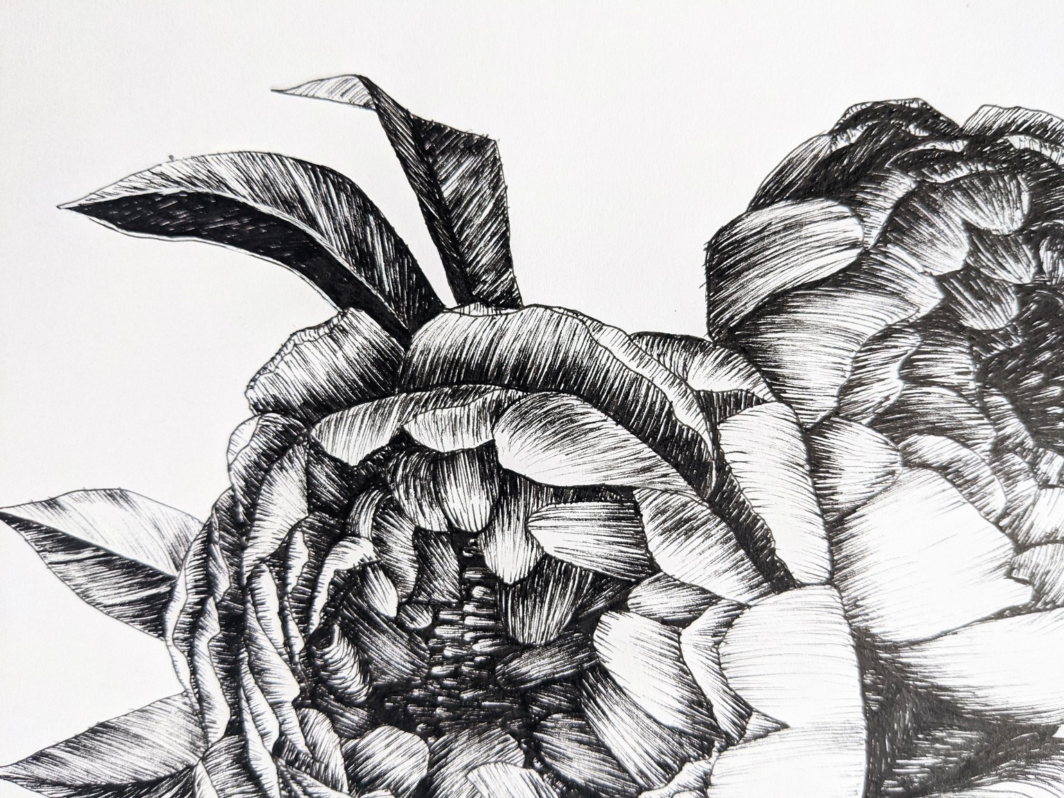 Line art peonies in 2 styles :) - image 2 - student project