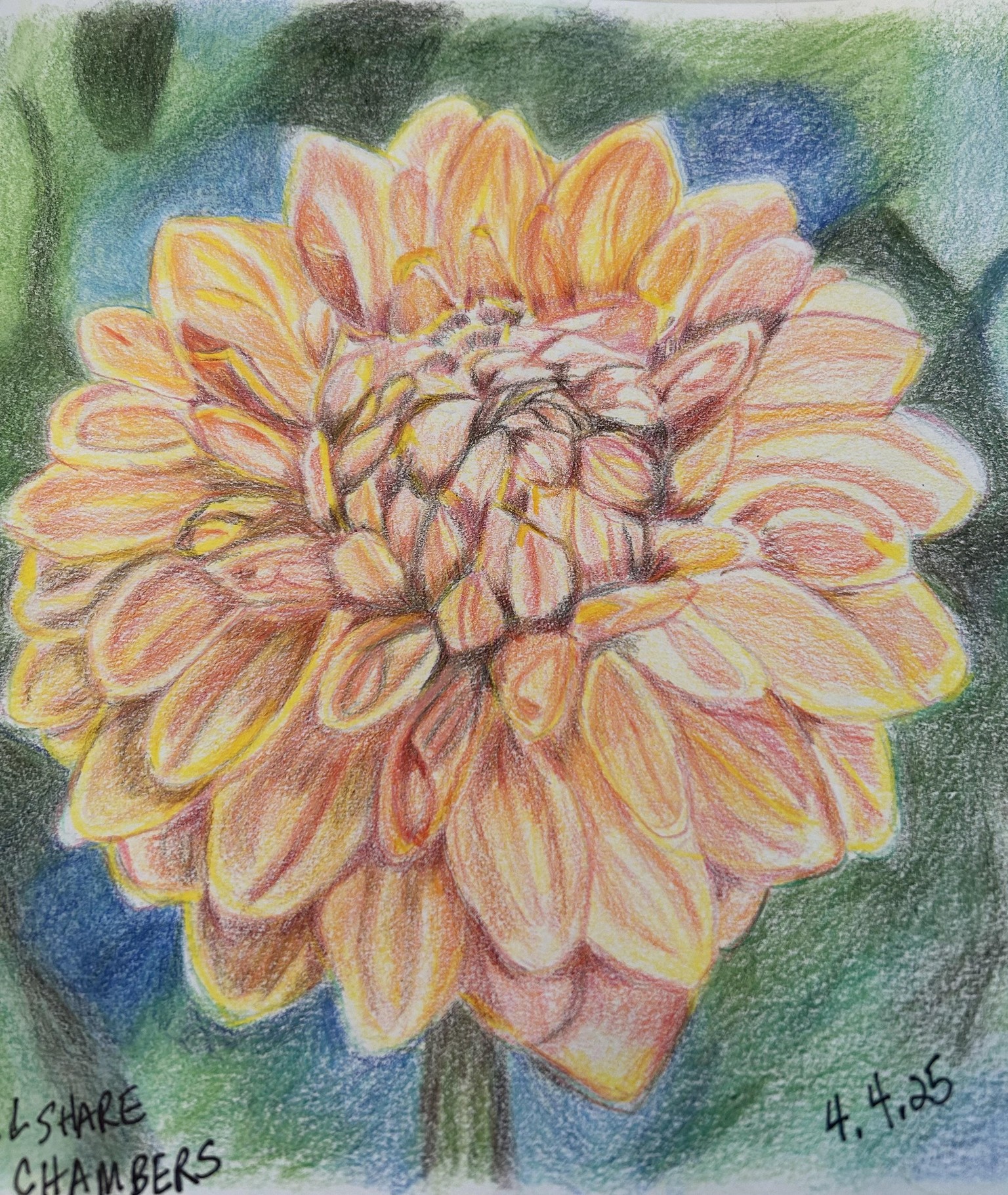 Dahlia - image 1 - student project