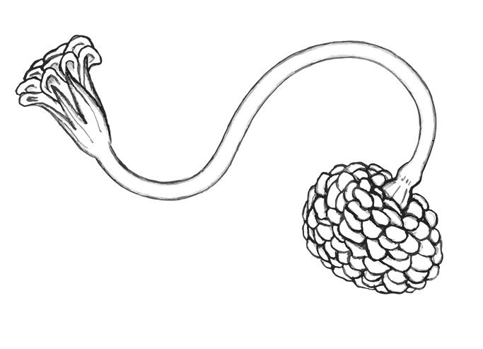 From drawn pattern to Illustrator pattern - image 4 - student project
