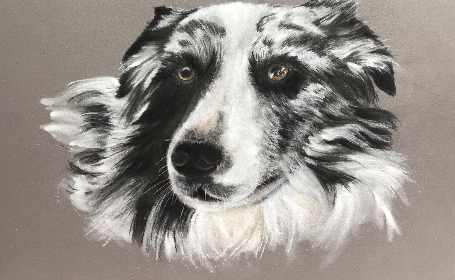 border collie pan pastel en faber castel - image 1 - student project
