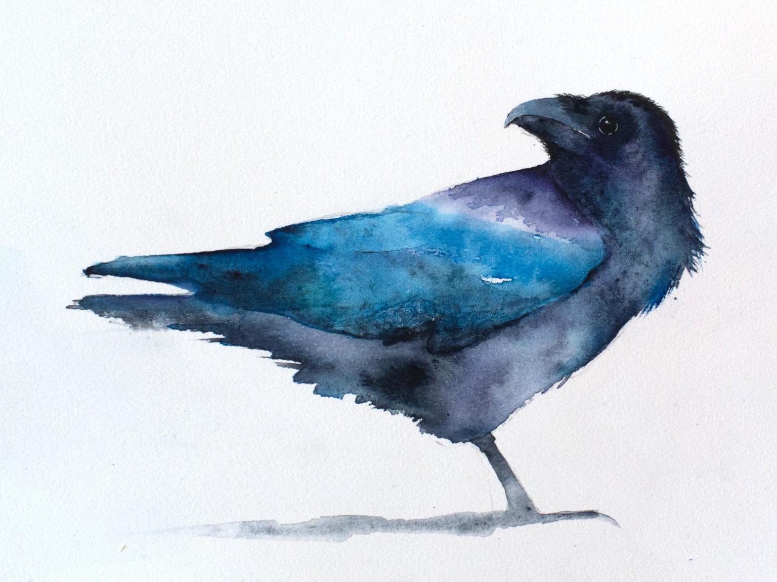 Raven - image 1 - student project