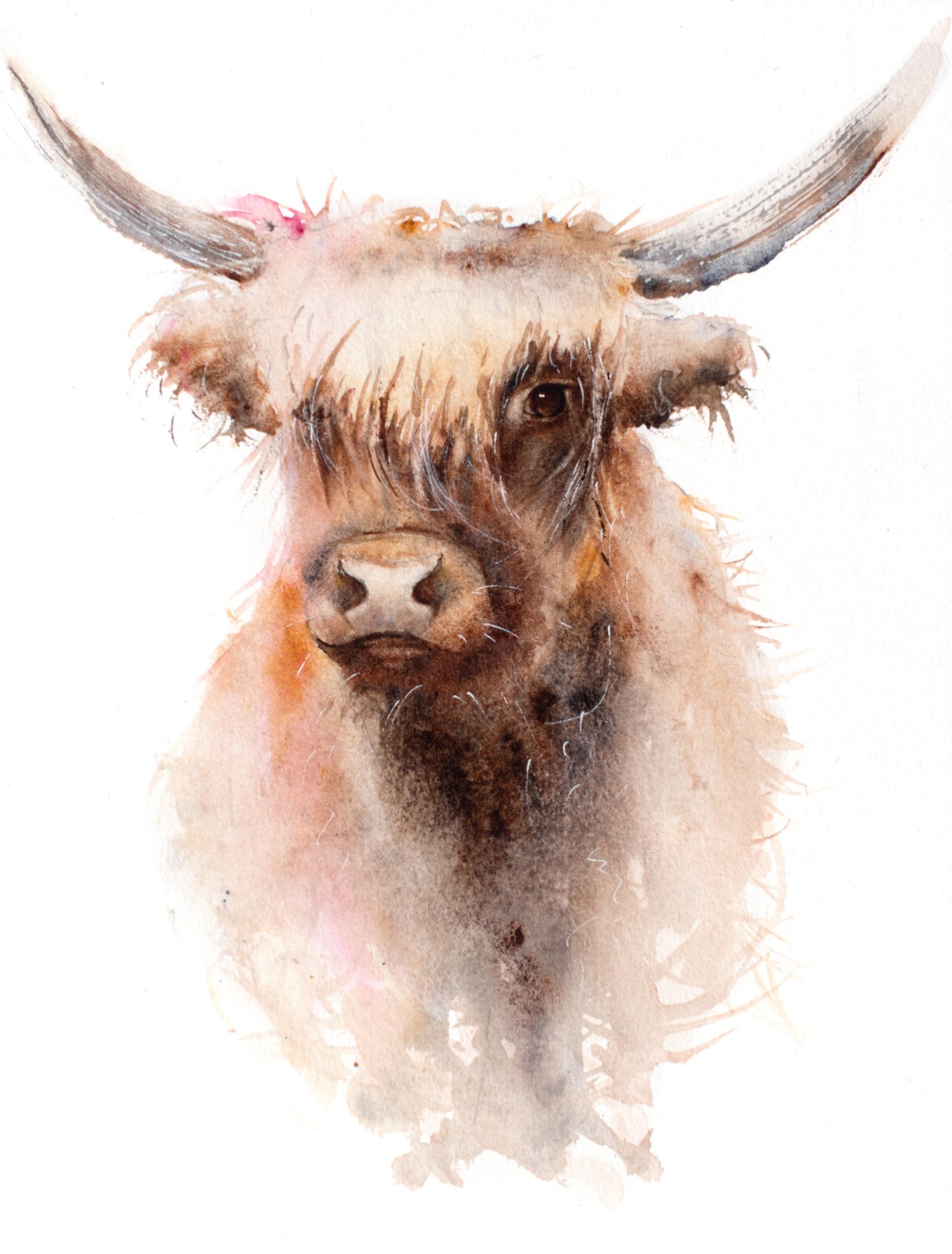 Highland Cow - image 1 - student project