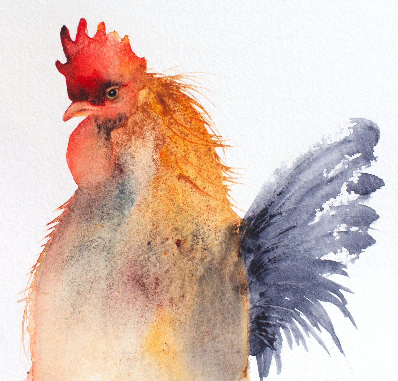 Cockerel - image 1 - student project