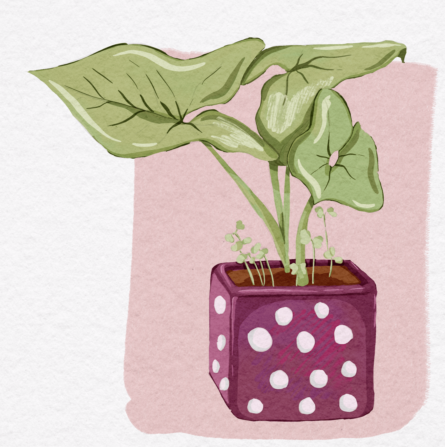 Pots and Plants - image 2 - student project