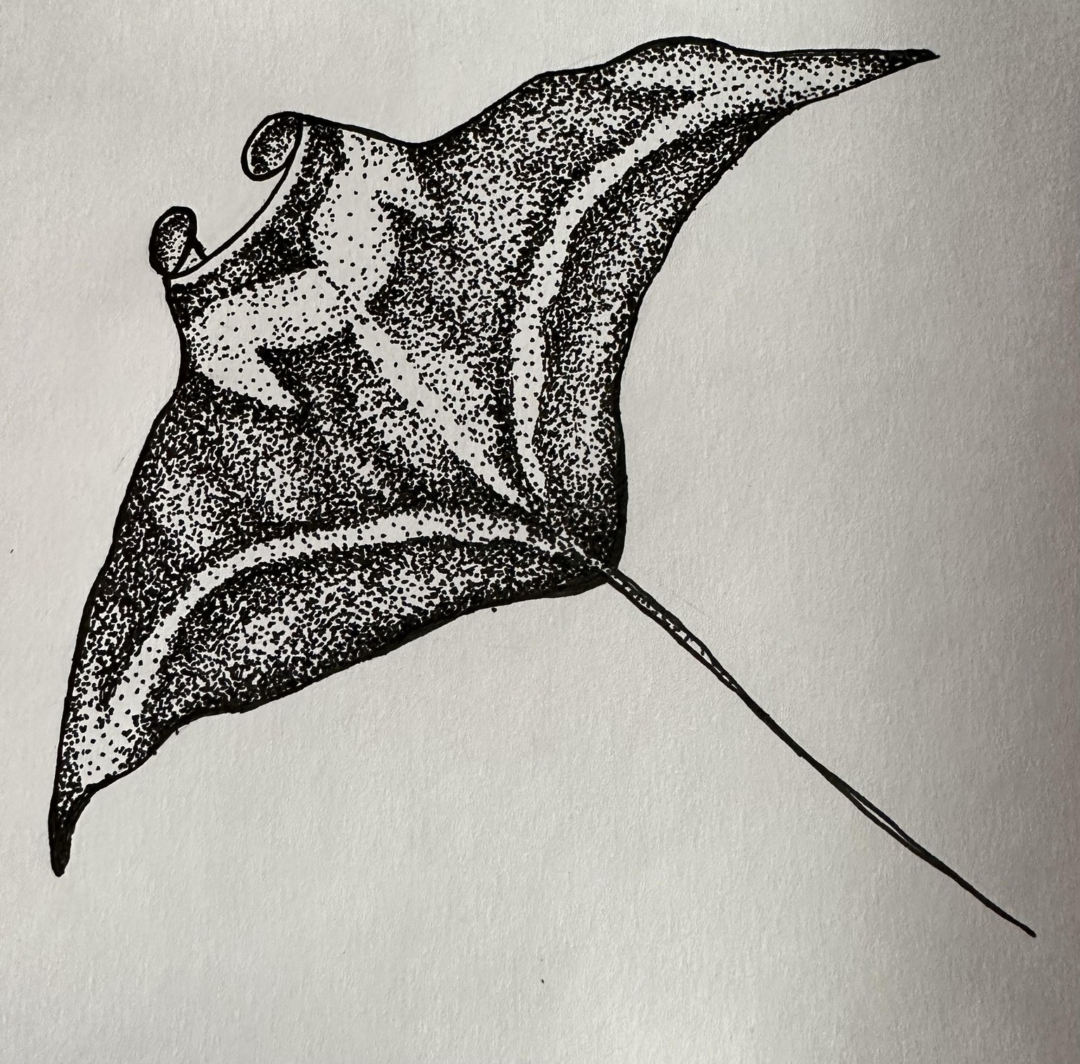 Manta Ray - image 1 - student project