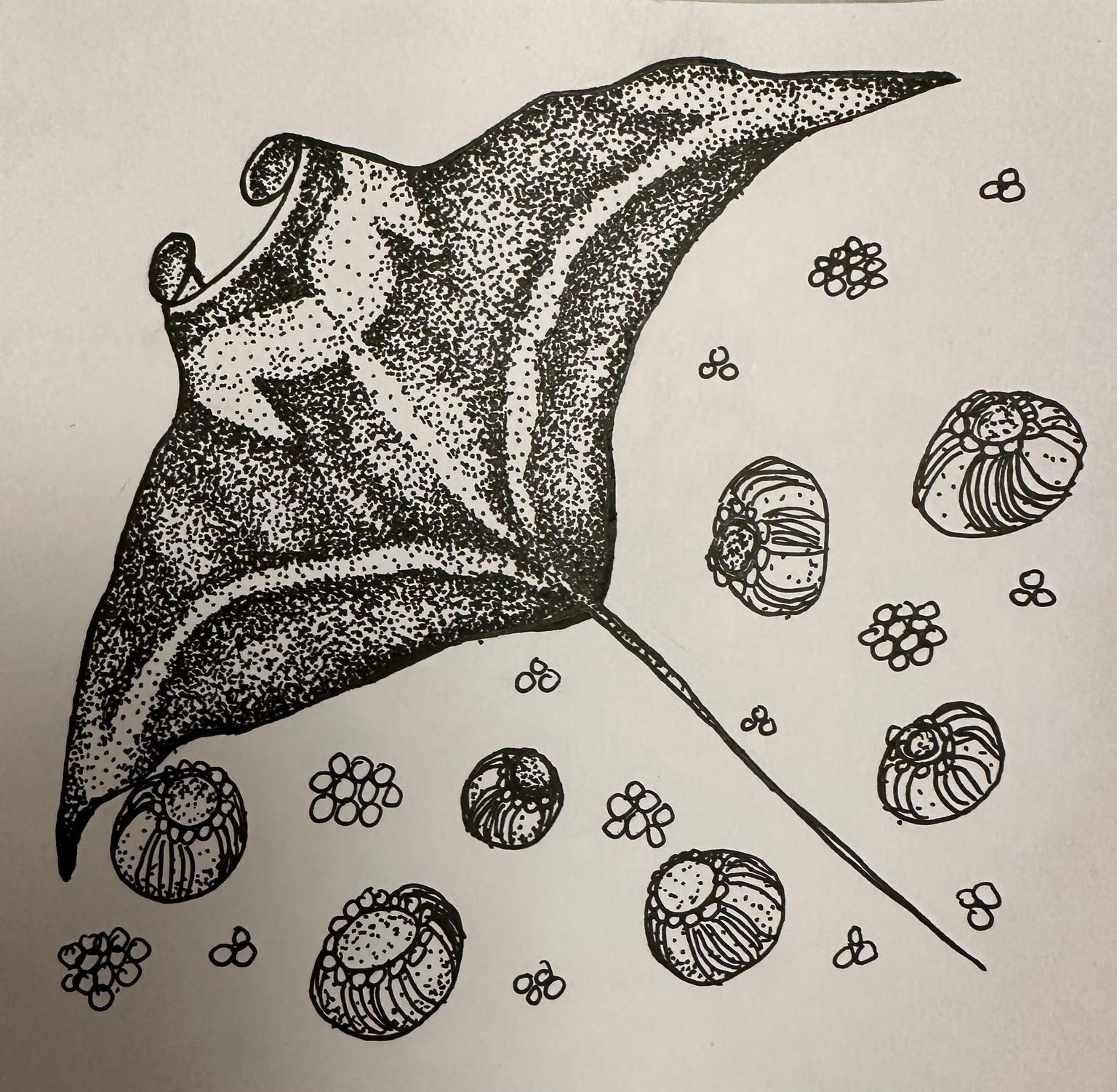 Manta Ray - image 2 - student project