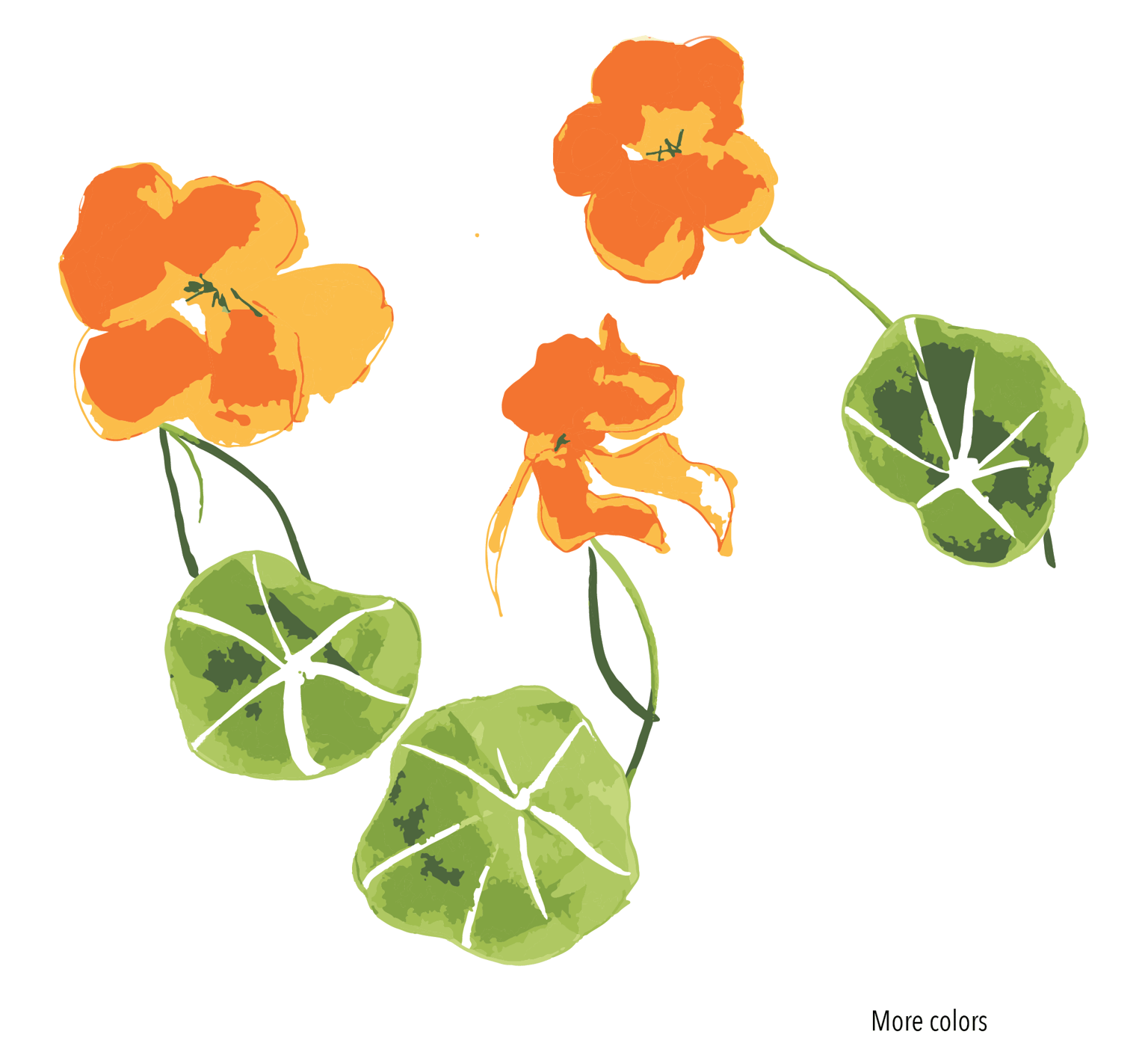 Basic Shapes: Nasturtium 1 - image 1 - student project