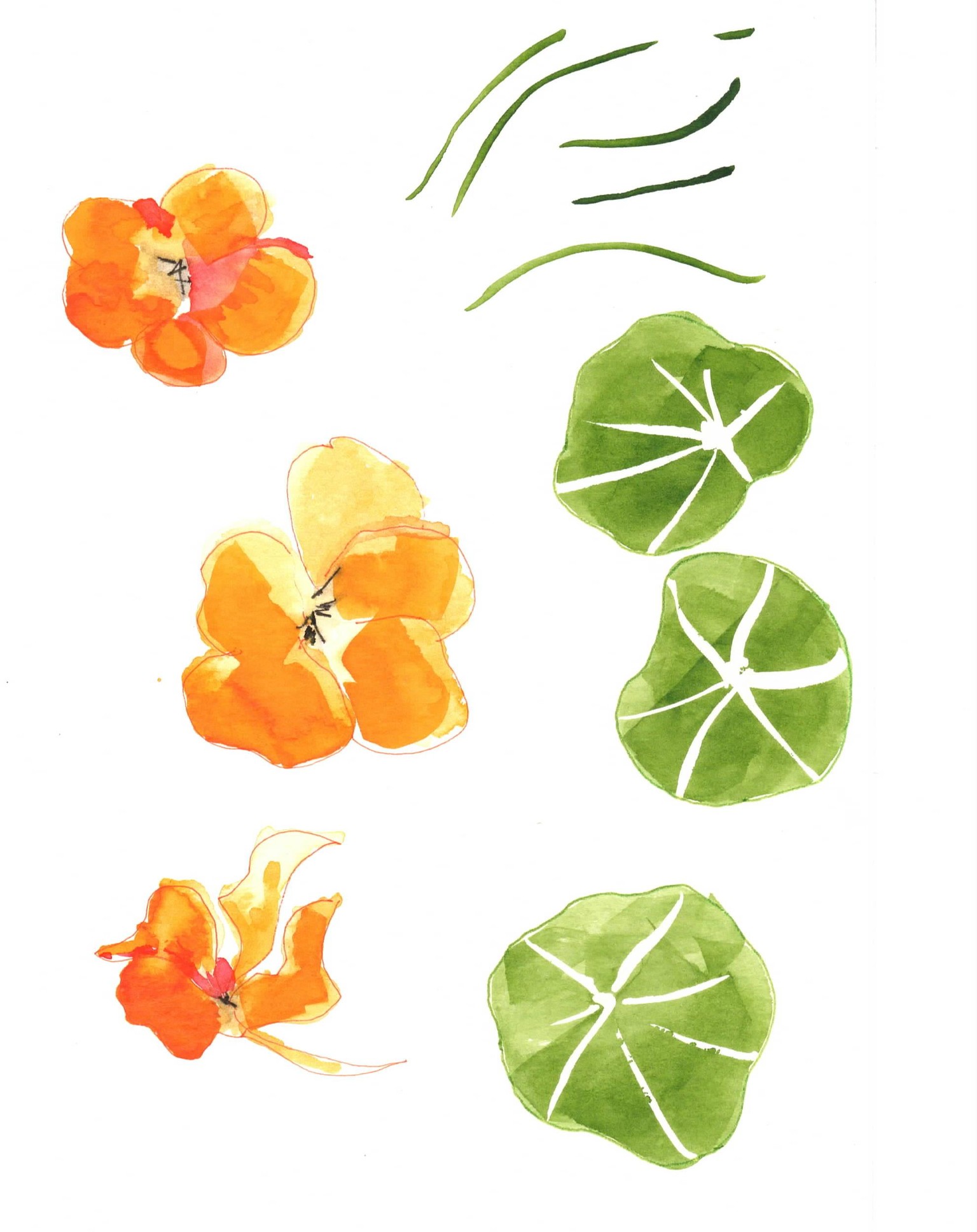 Basic Shapes: Nasturtium 1 - image 2 - student project