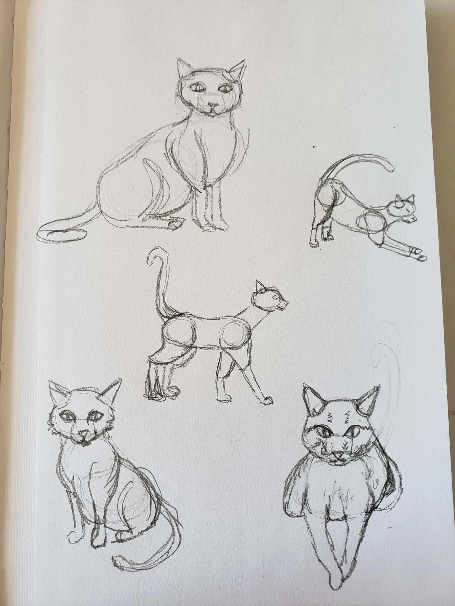 Kitty Watercolour Project WIP - image 2 - student project