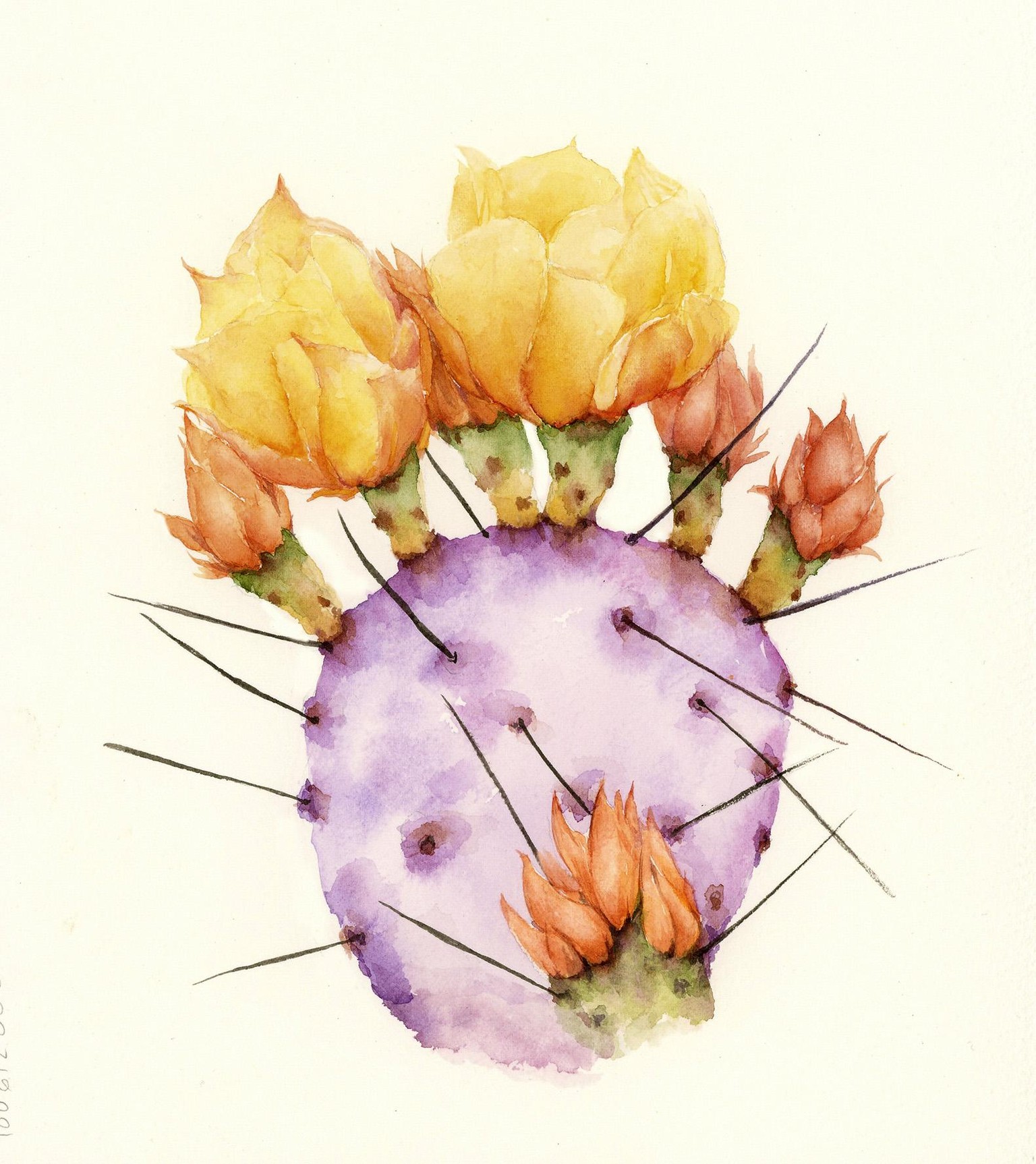sketchbook: watercolor feathers w/pen and ink - image 1 - student project