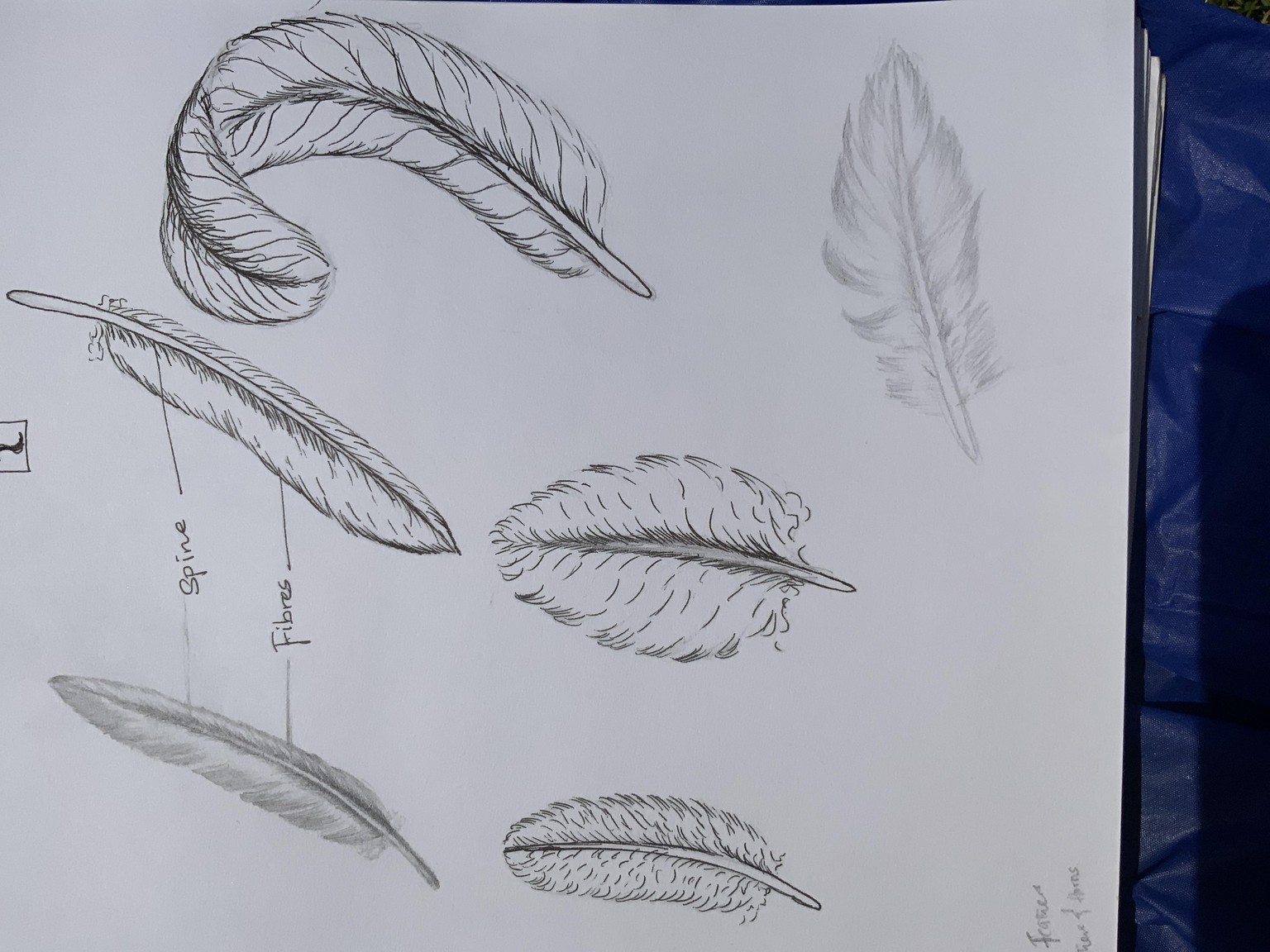Feathers - image 1 - student project