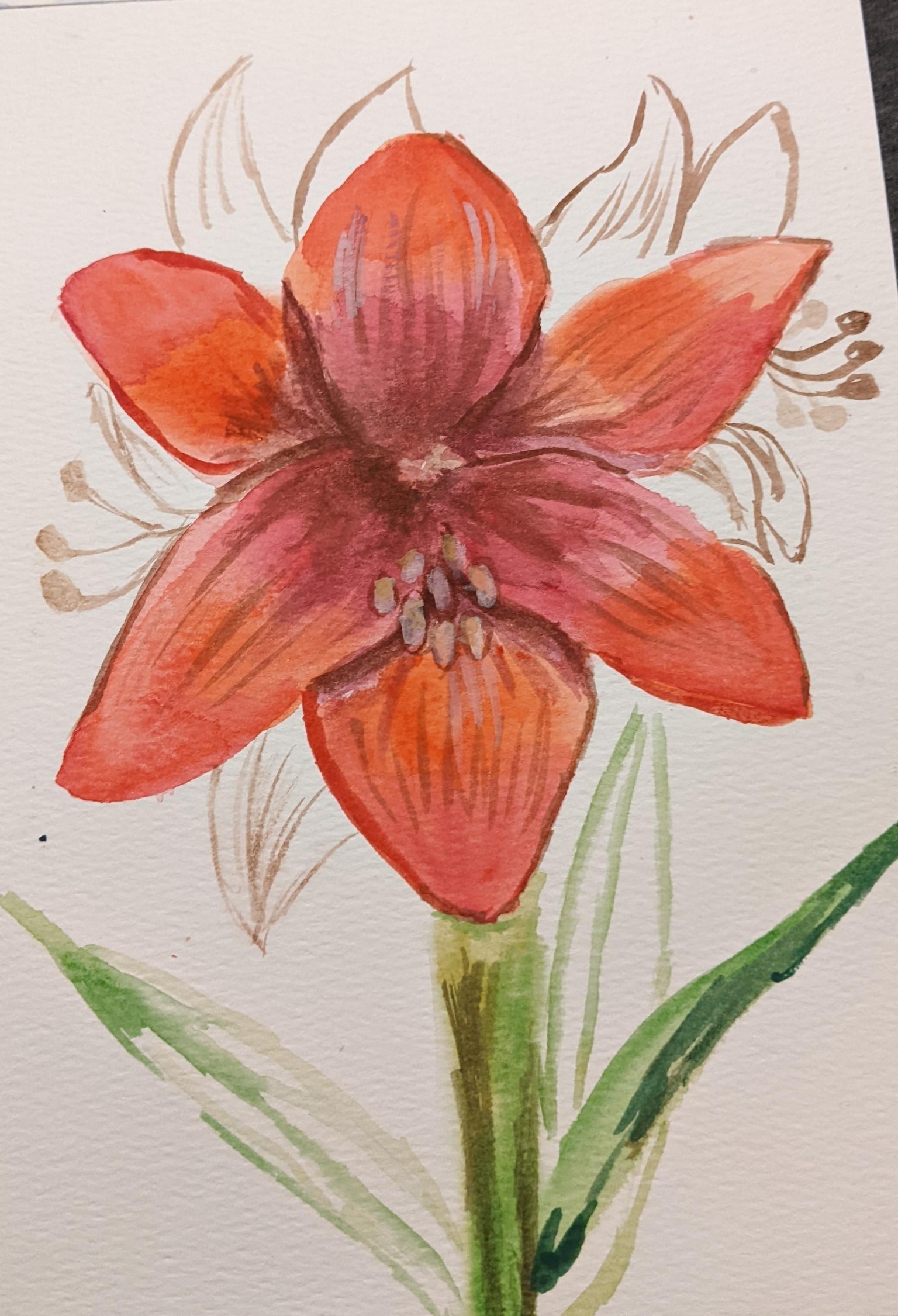Amaryllis - image 1 - student project
