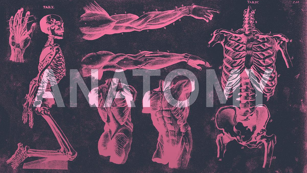 Anatomy - image 3 - student project