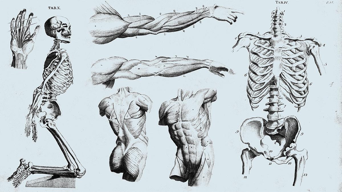 Anatomy - image 2 - student project
