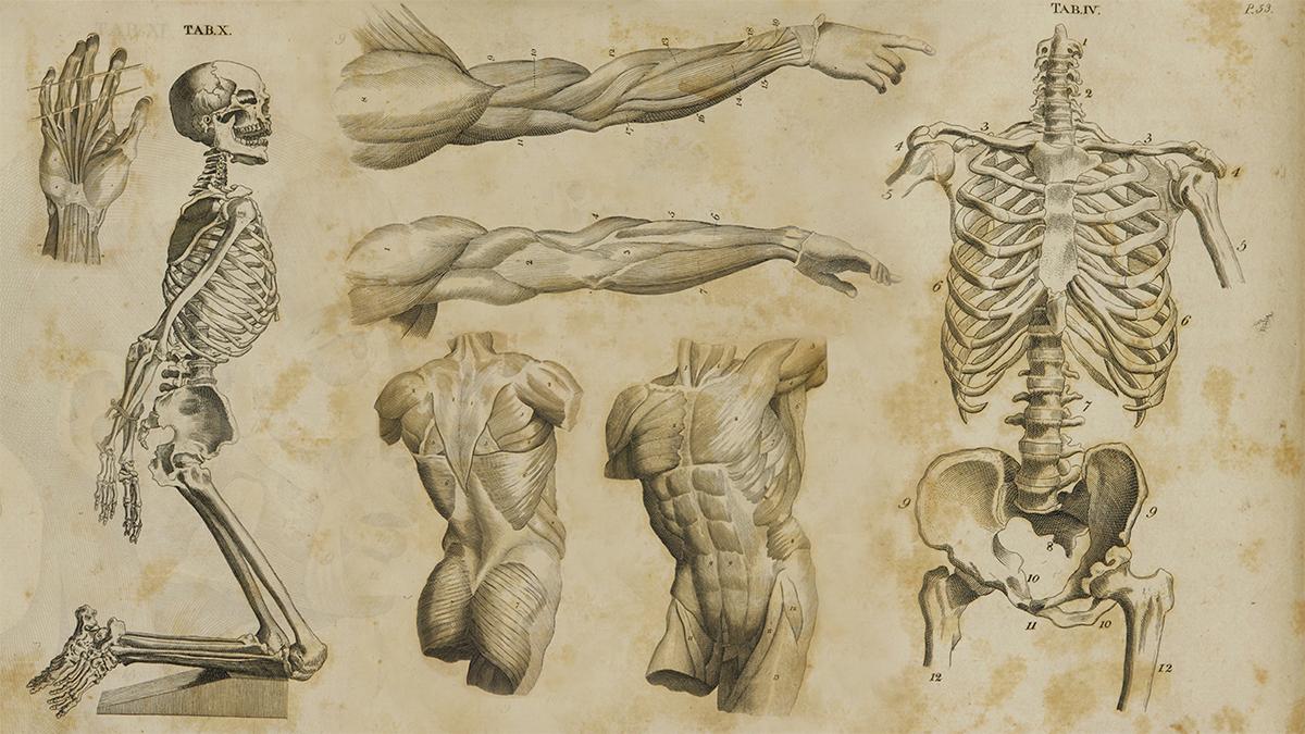 Anatomy - image 1 - student project