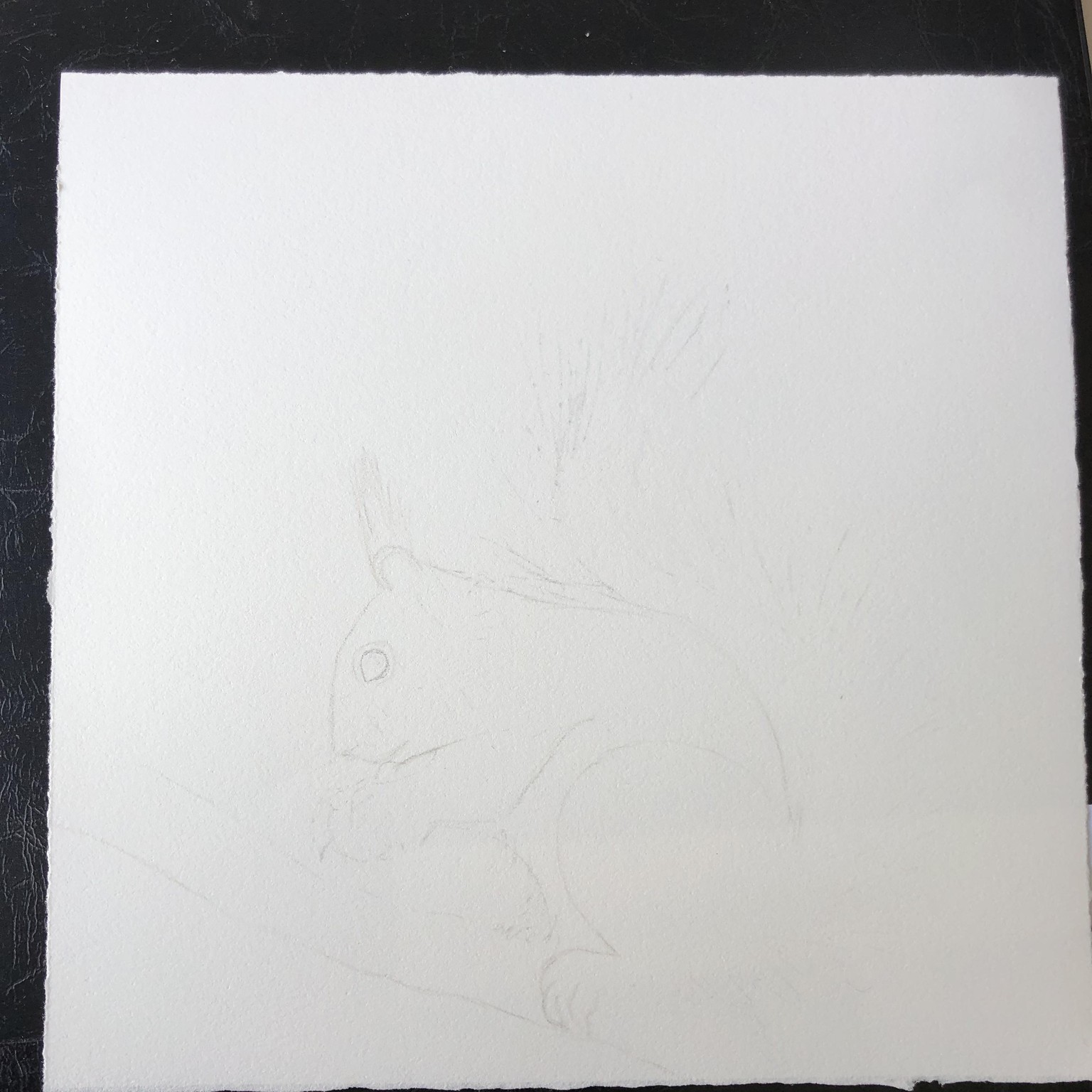 Squirrel - image 2 - student project