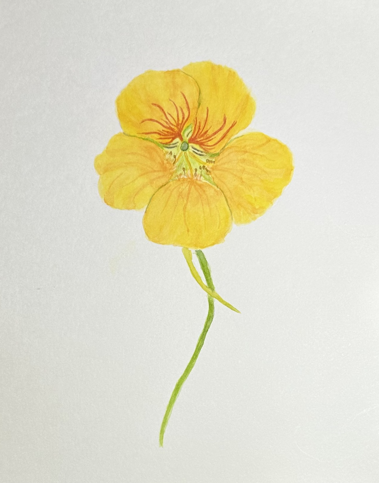 Nasturtium Flower - image 1 - student project