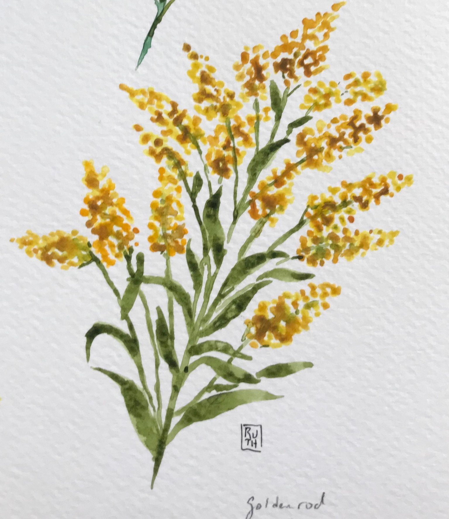 A few wildflowers - image 1 - student project