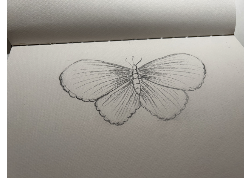 Butterfly sketch - image 1 - student project