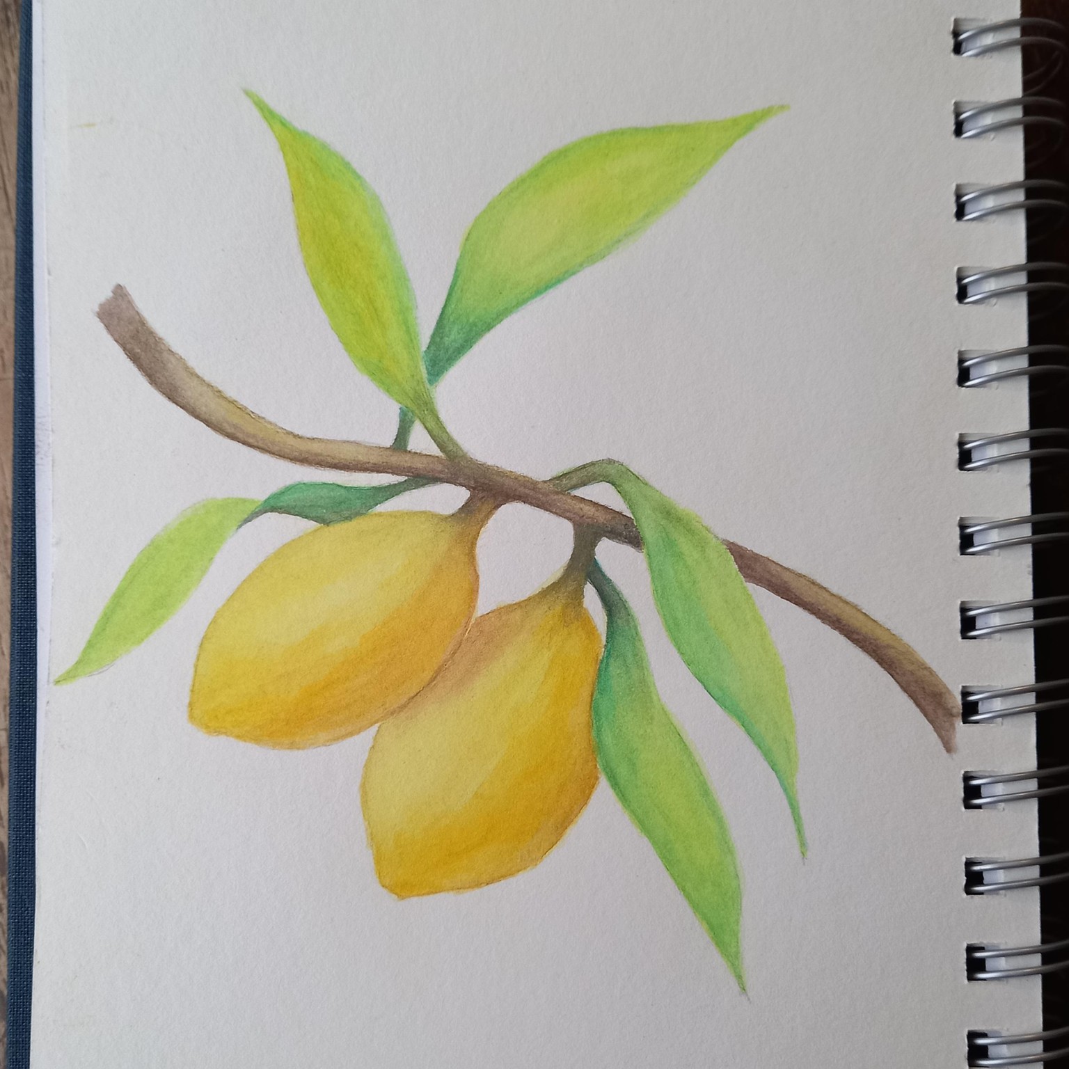 Limão siciliano _ lápis aquarelável - image 1 - student project