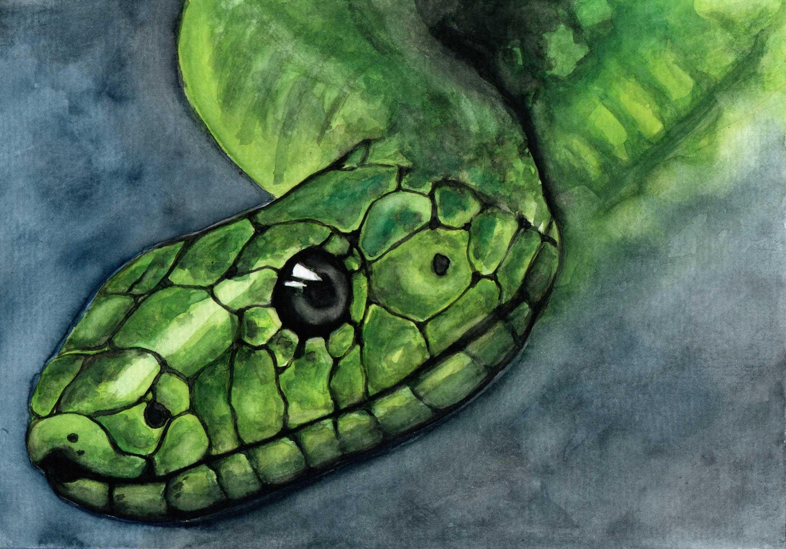 Animal textures - image 3 - student project
