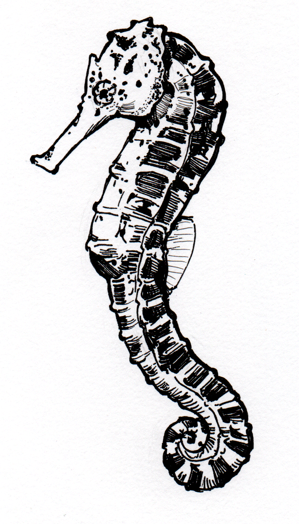 Animal Draw - image 1 - student project