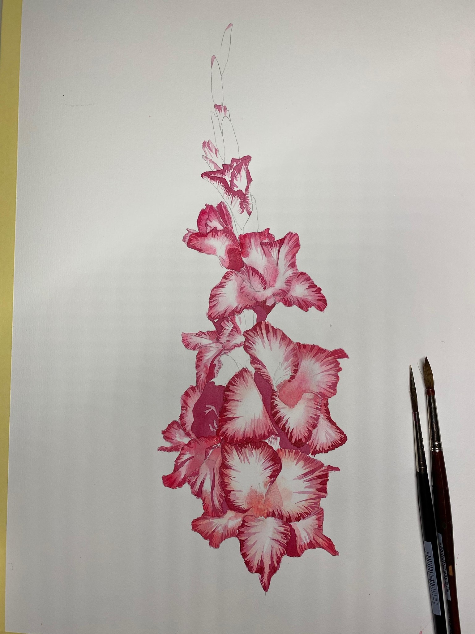 Gladiolus - image 3 - student project