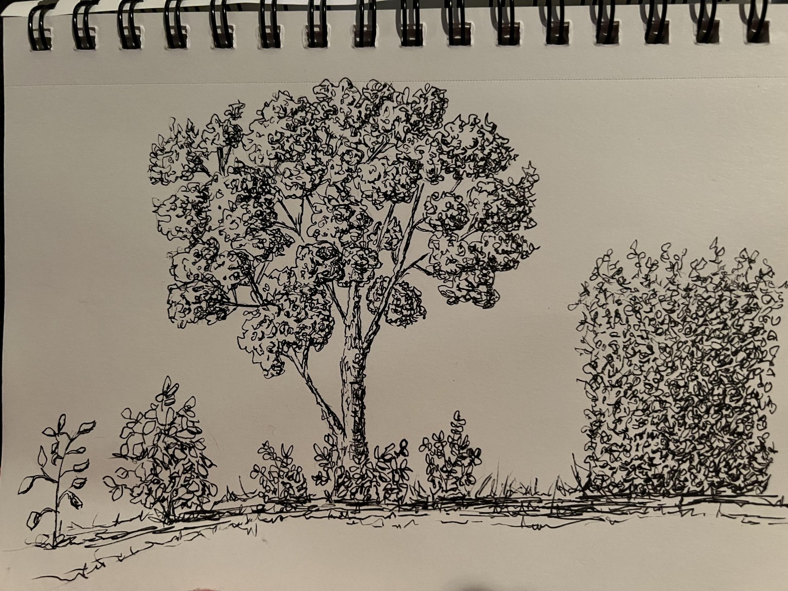 My Backyard - image 1 - student project