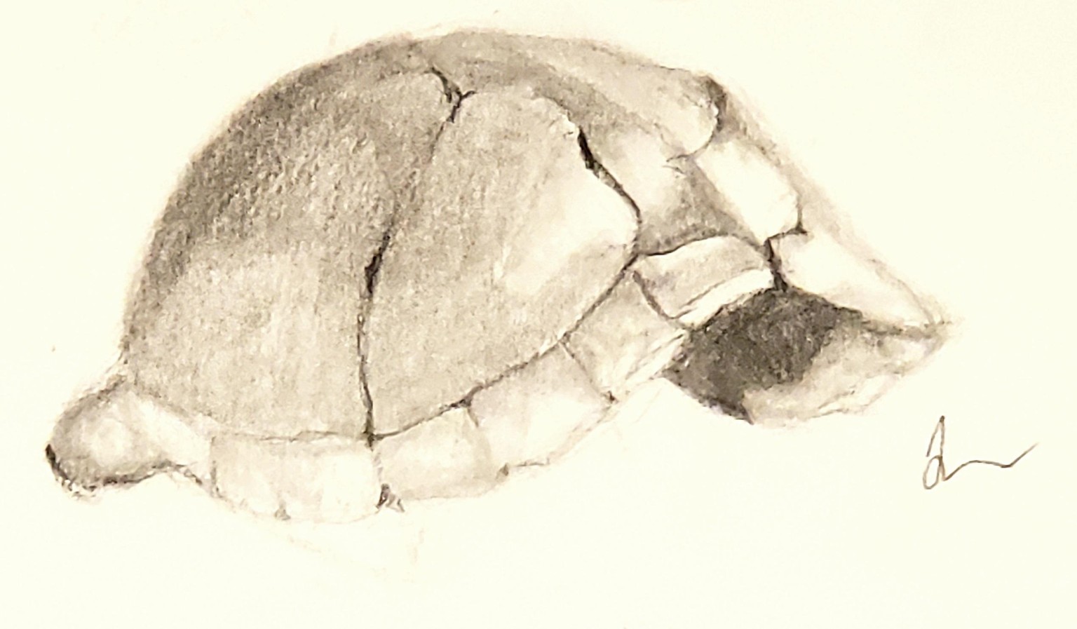 Turtle shell - image 1 - student project