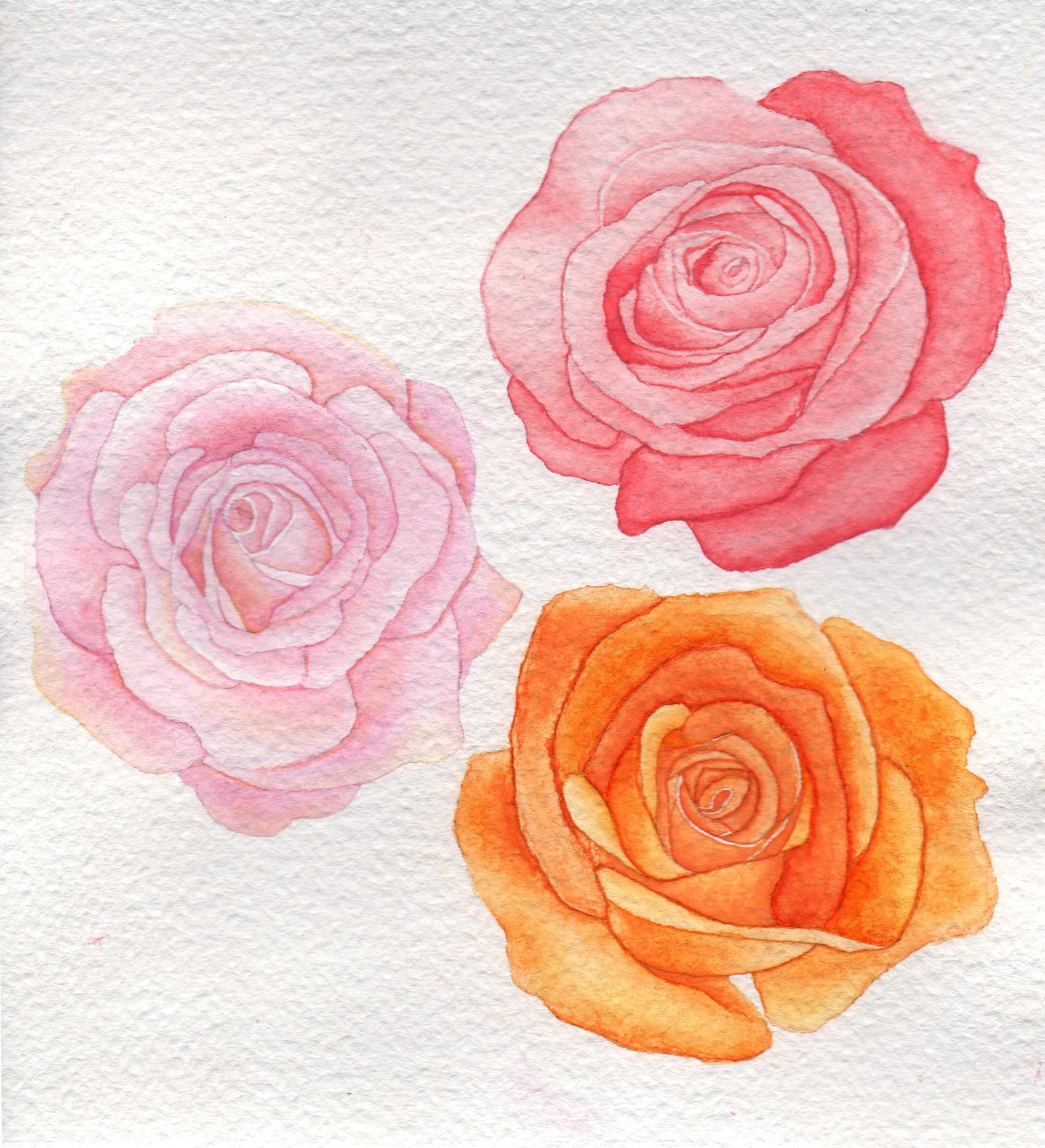Colored roses - image 1 - student project