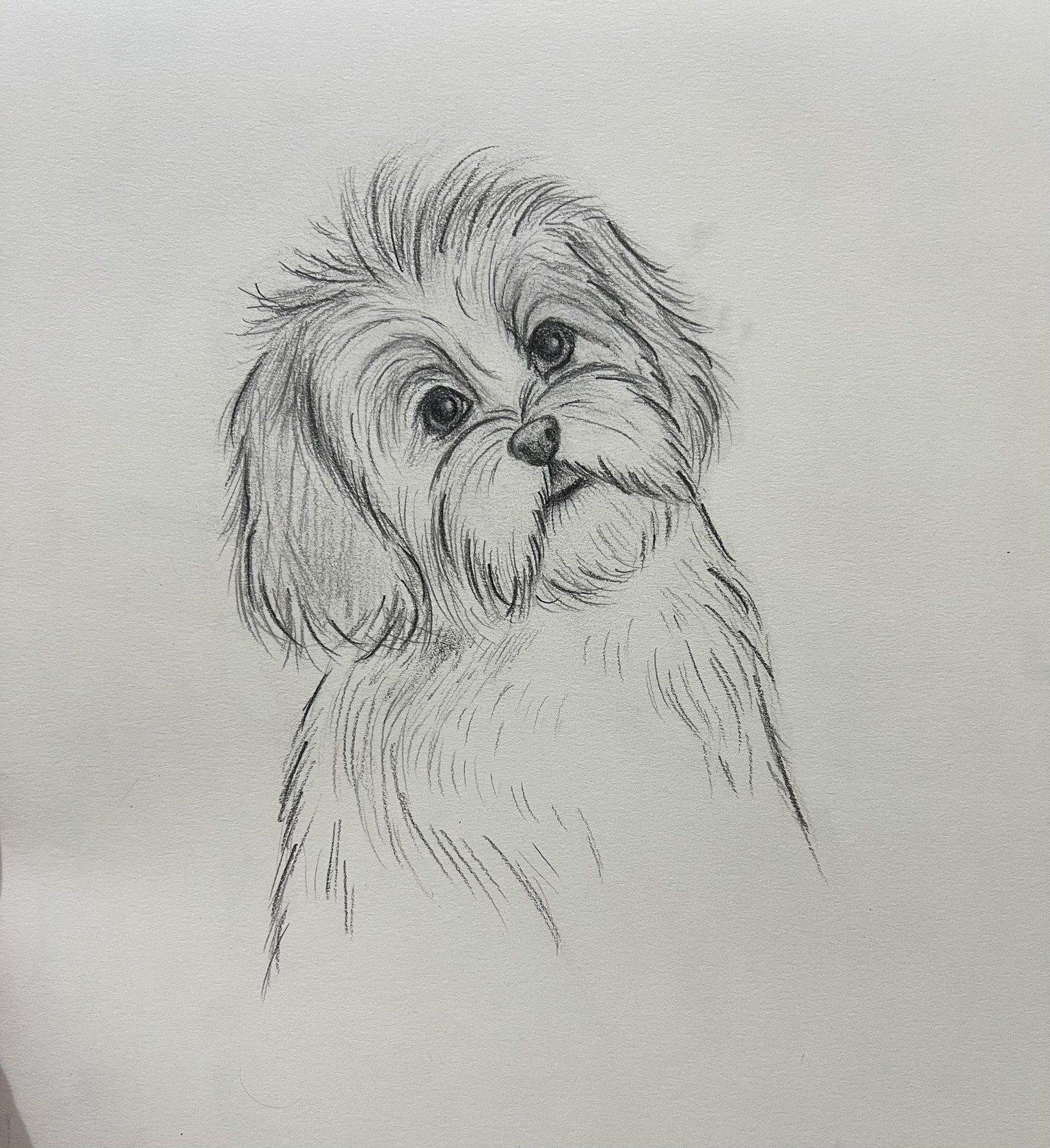Dog Sketches - image 1 - student project