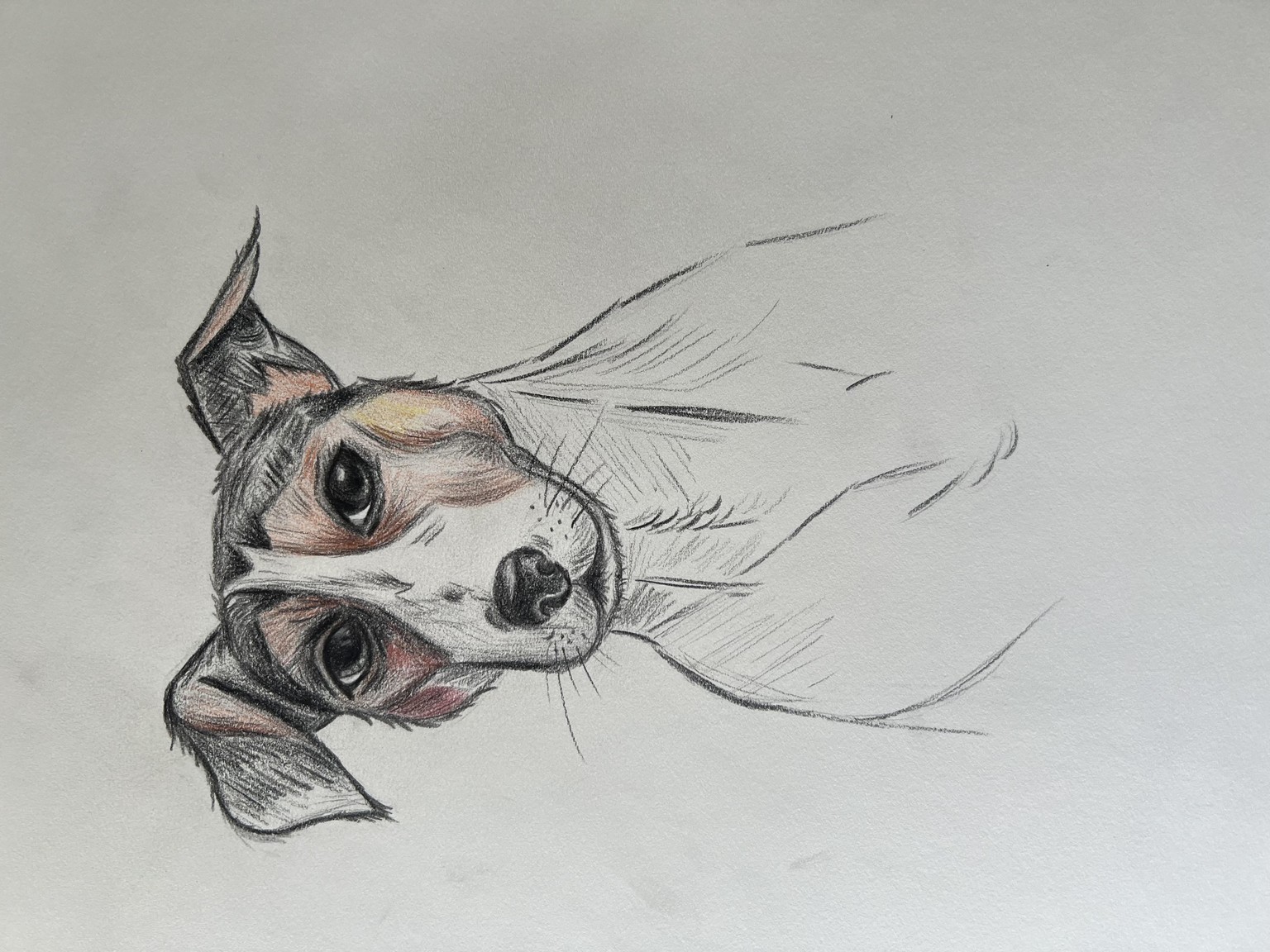 Dog Sketches - image 2 - student project