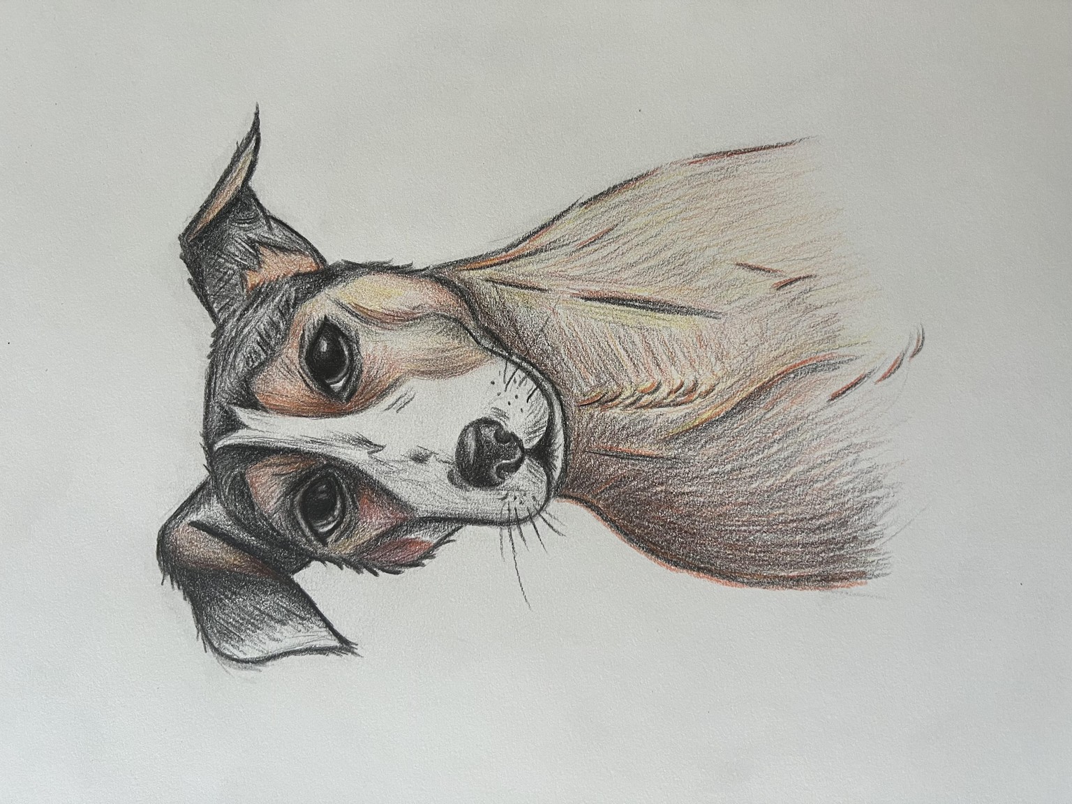 Dog Sketches - image 3 - student project