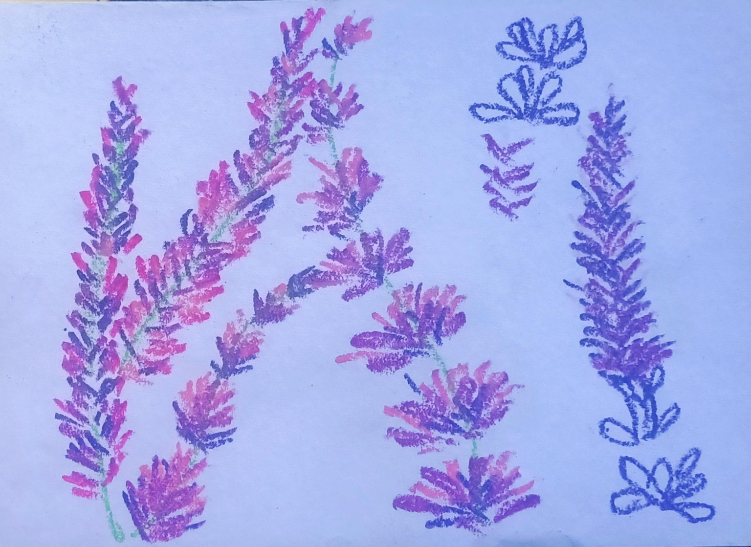 lavender - image 1 - student project