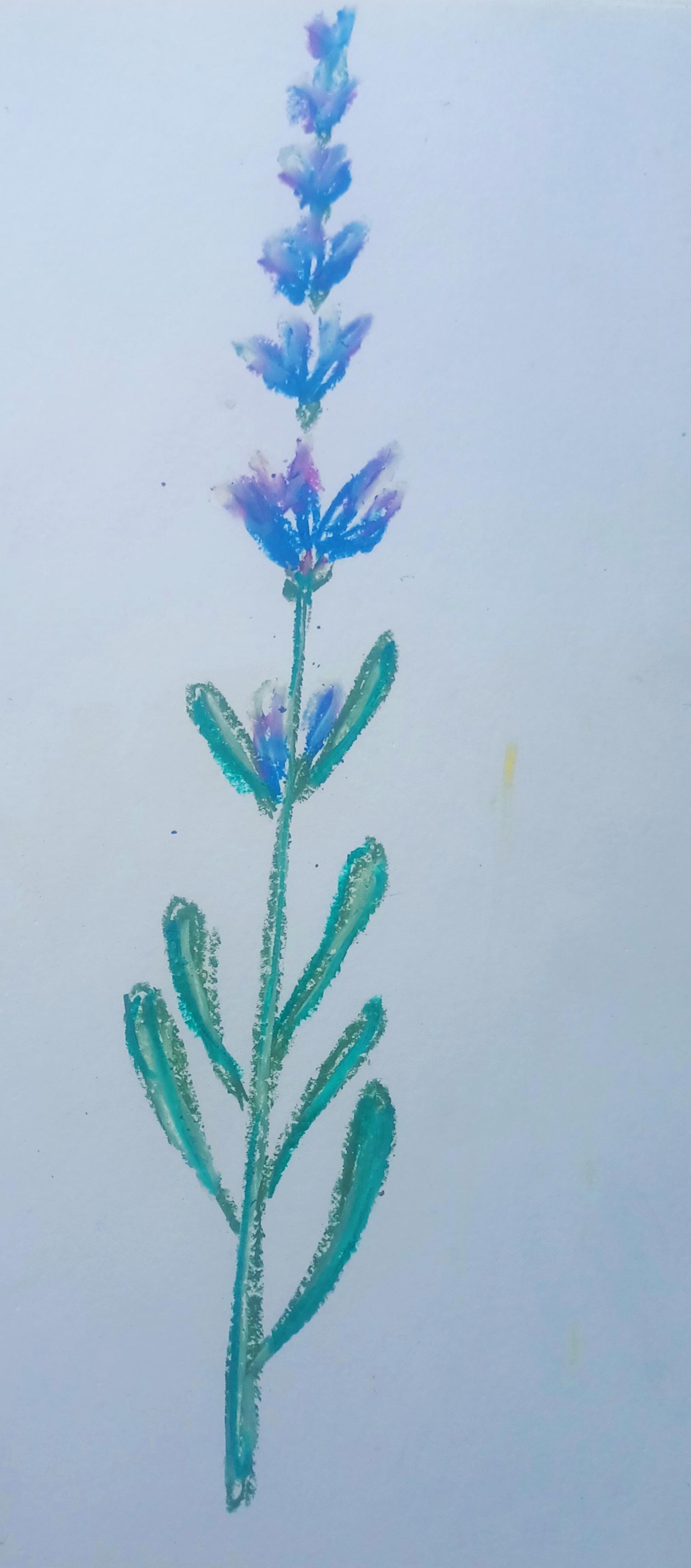 lavender - image 3 - student project