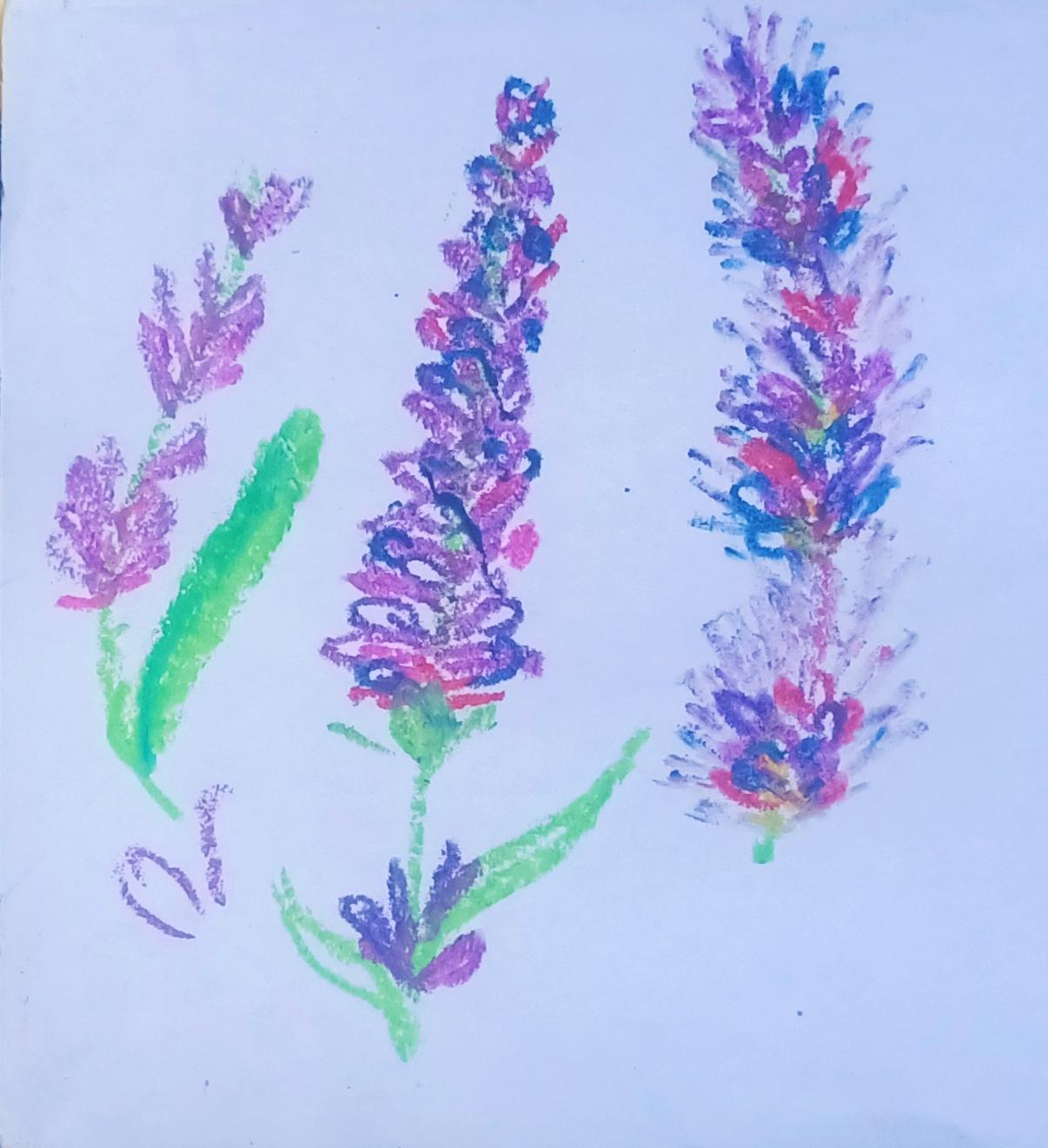 lavender - image 2 - student project