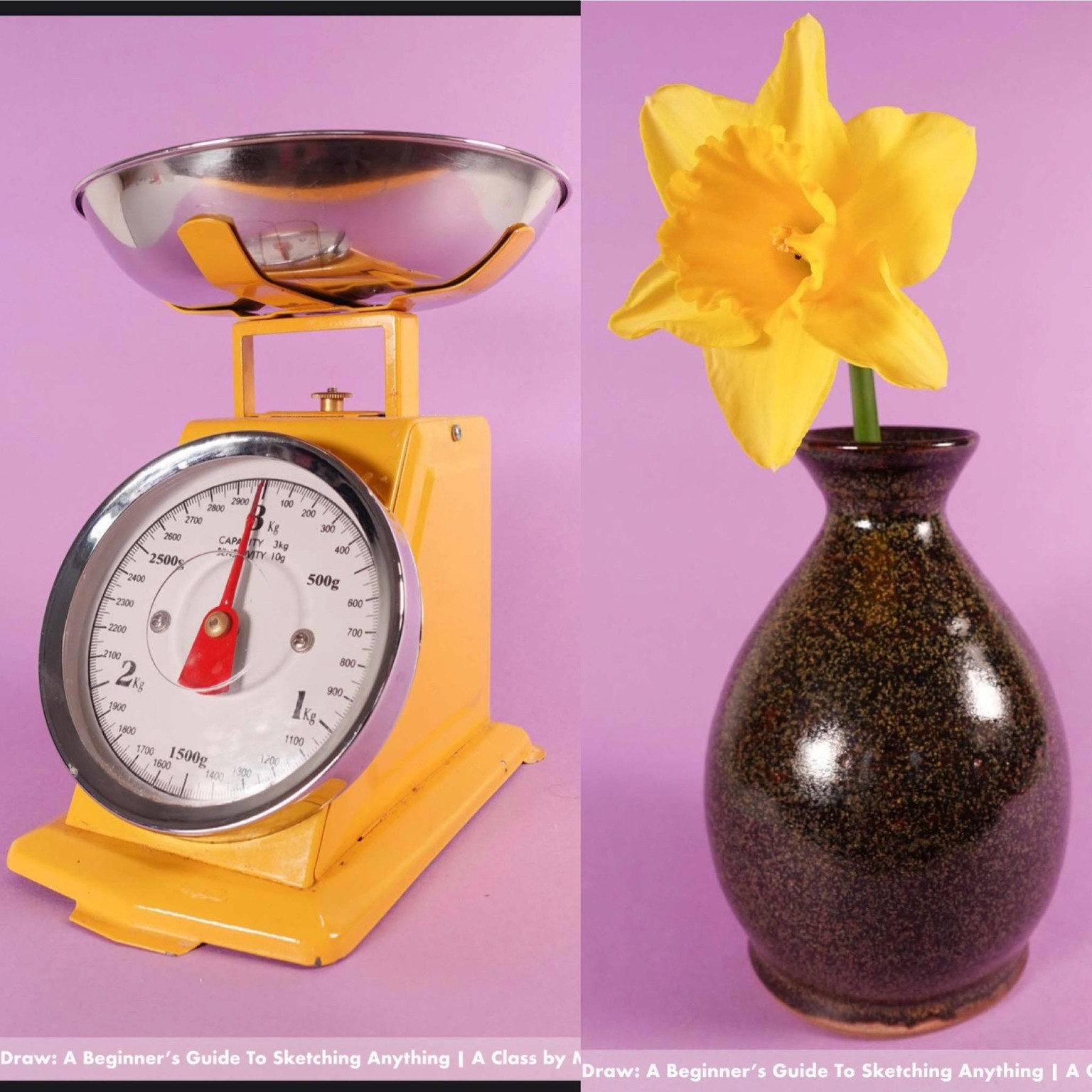 Scale & Daffodil Line Drawings - image 1 - student project