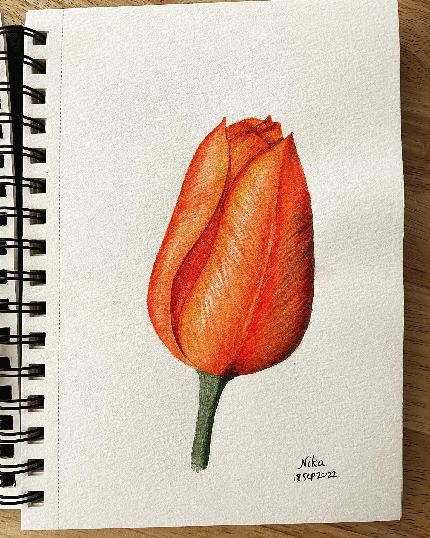 Orange tulip - image 1 - student project