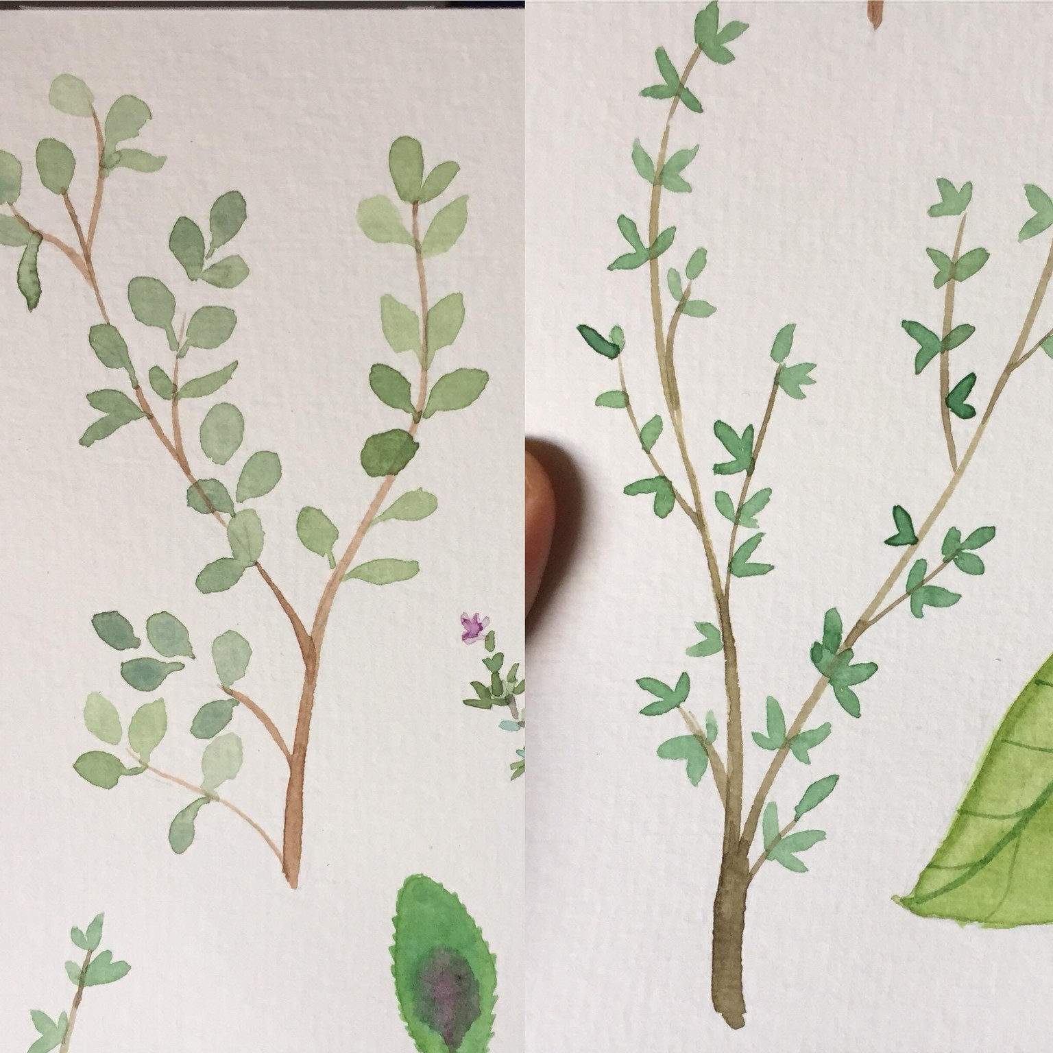 Delicius Aromatics - image 2 - student project