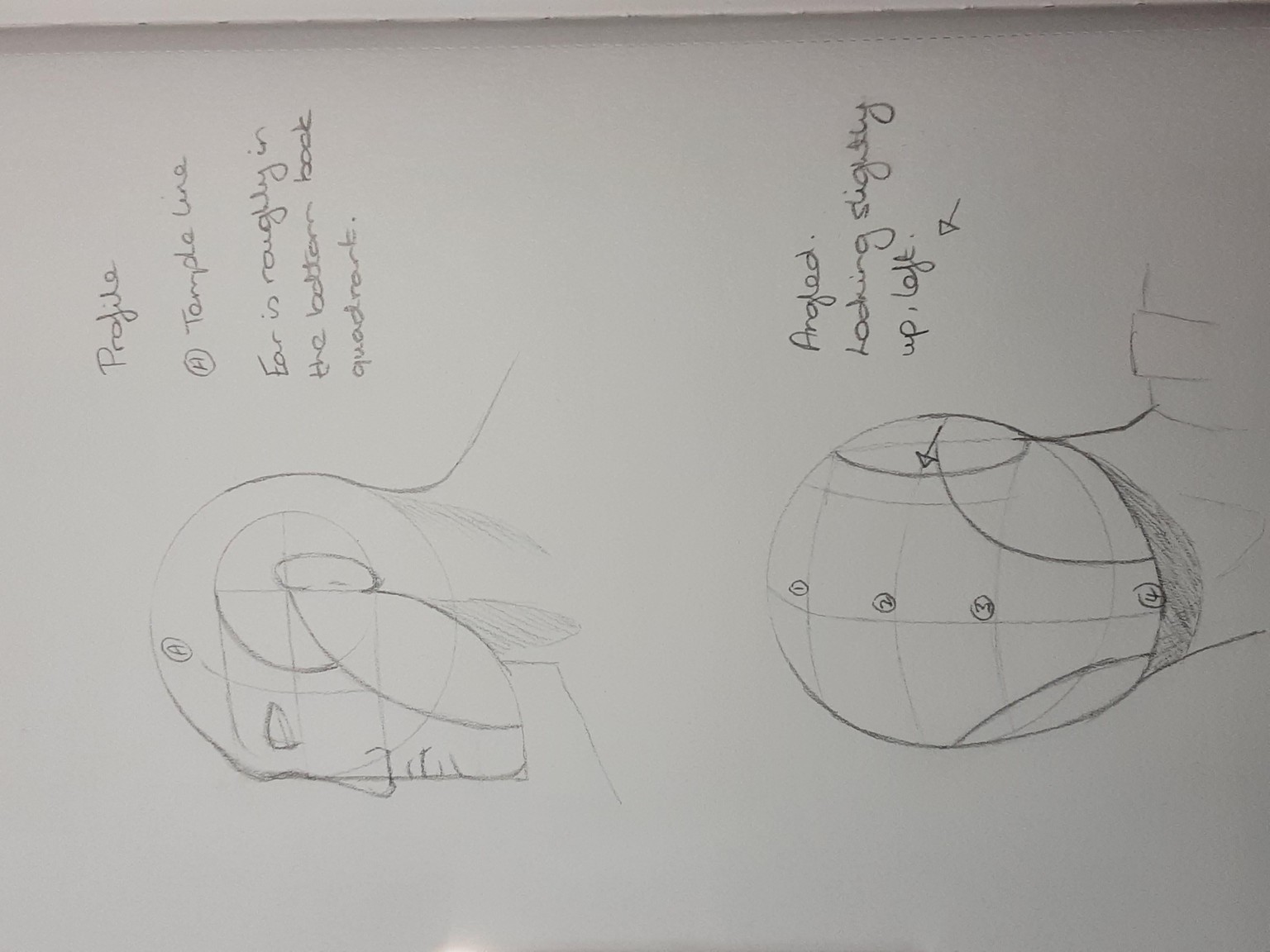The Loomis head - image 2 - student project