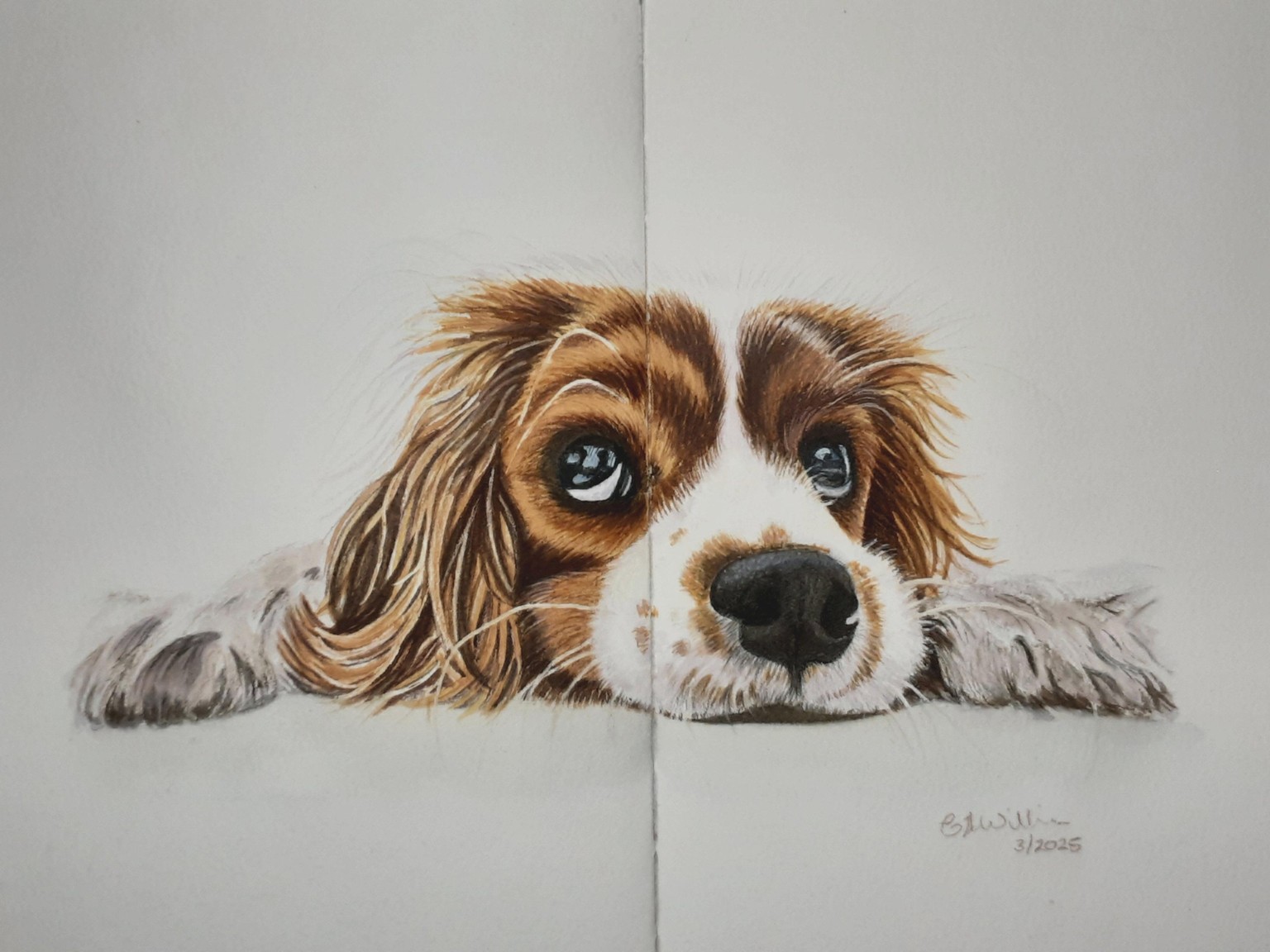 Cavalier King Charles spaniel in watercolour and coloured pencil. - image 1 - student project