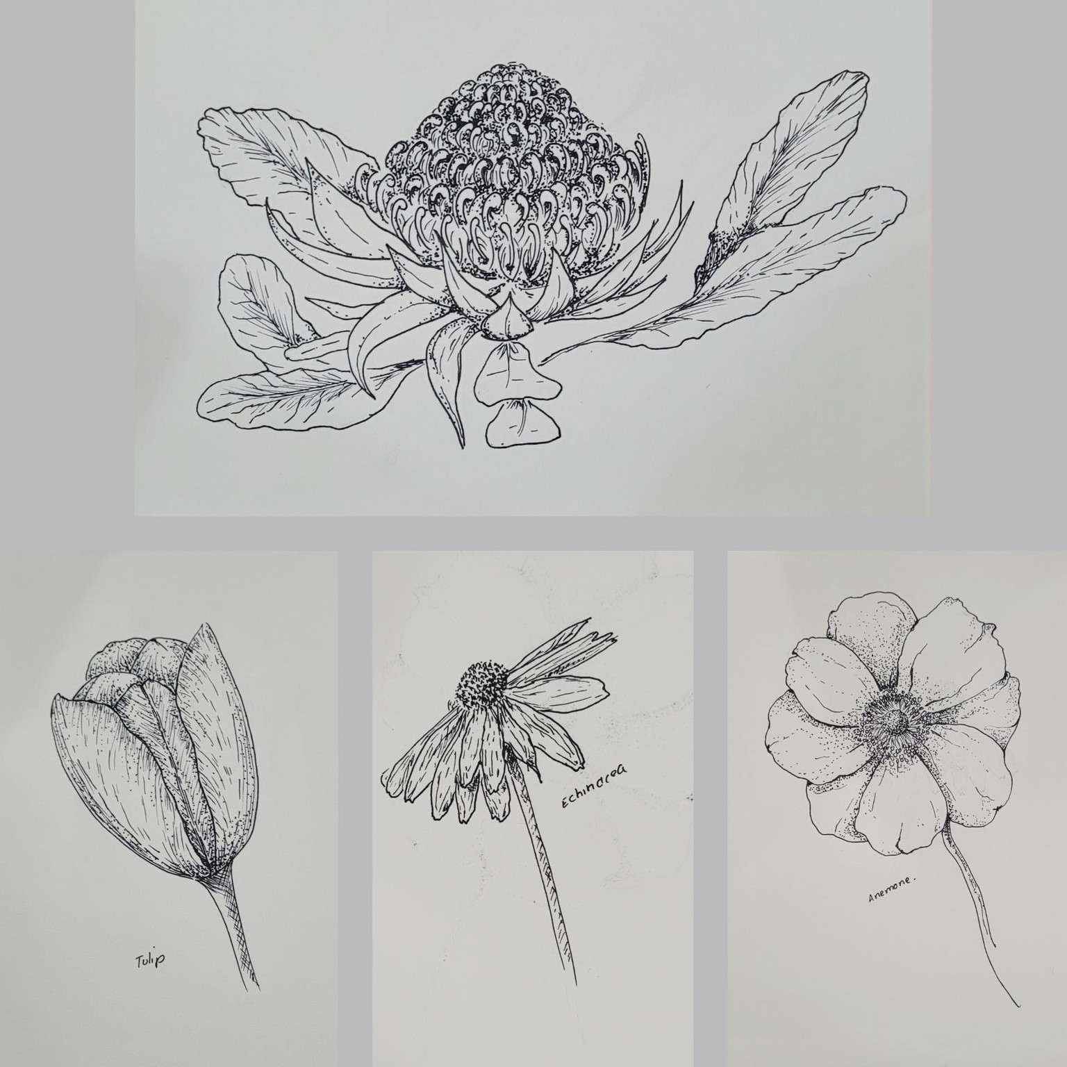 Lesson flowers and a waratah - image 1 - student project