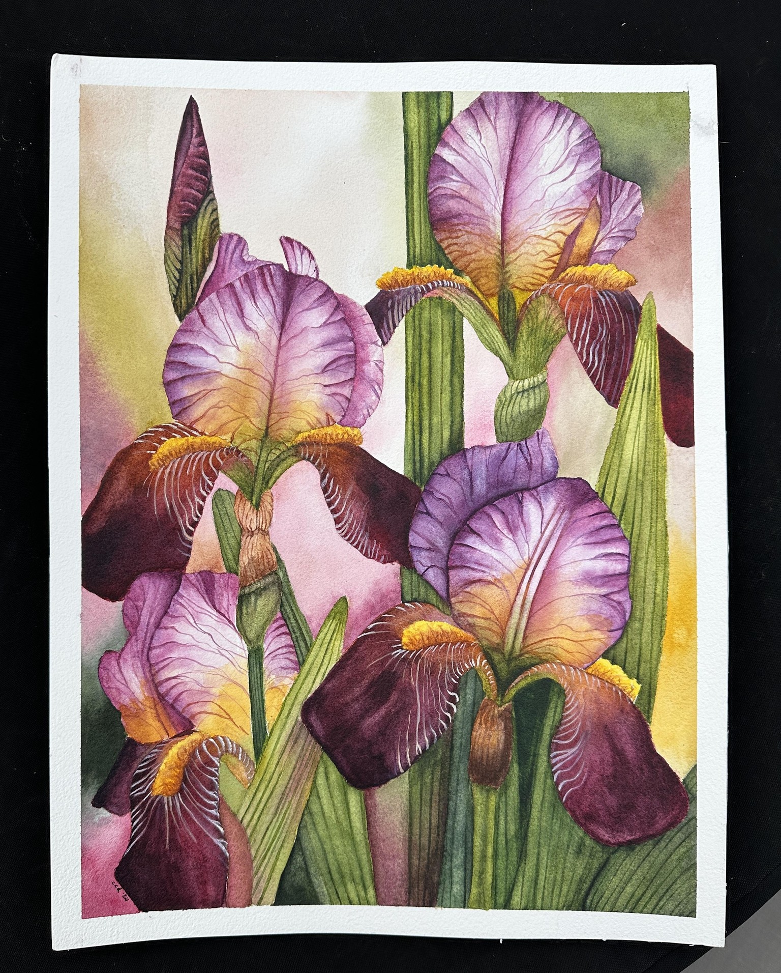 Bearded Irises - image 1 - student project