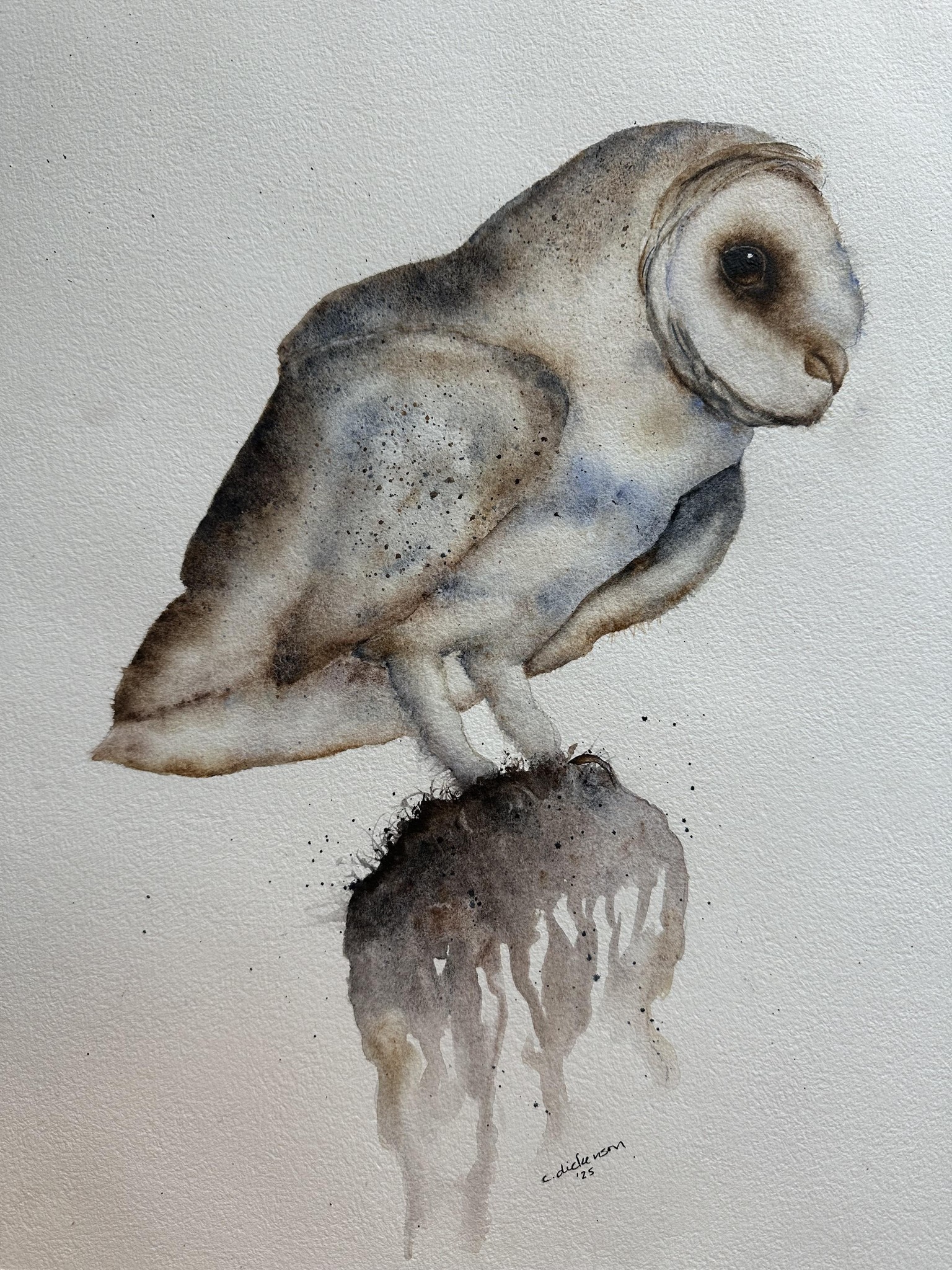 Perching Barn Owl - image 1 - student project